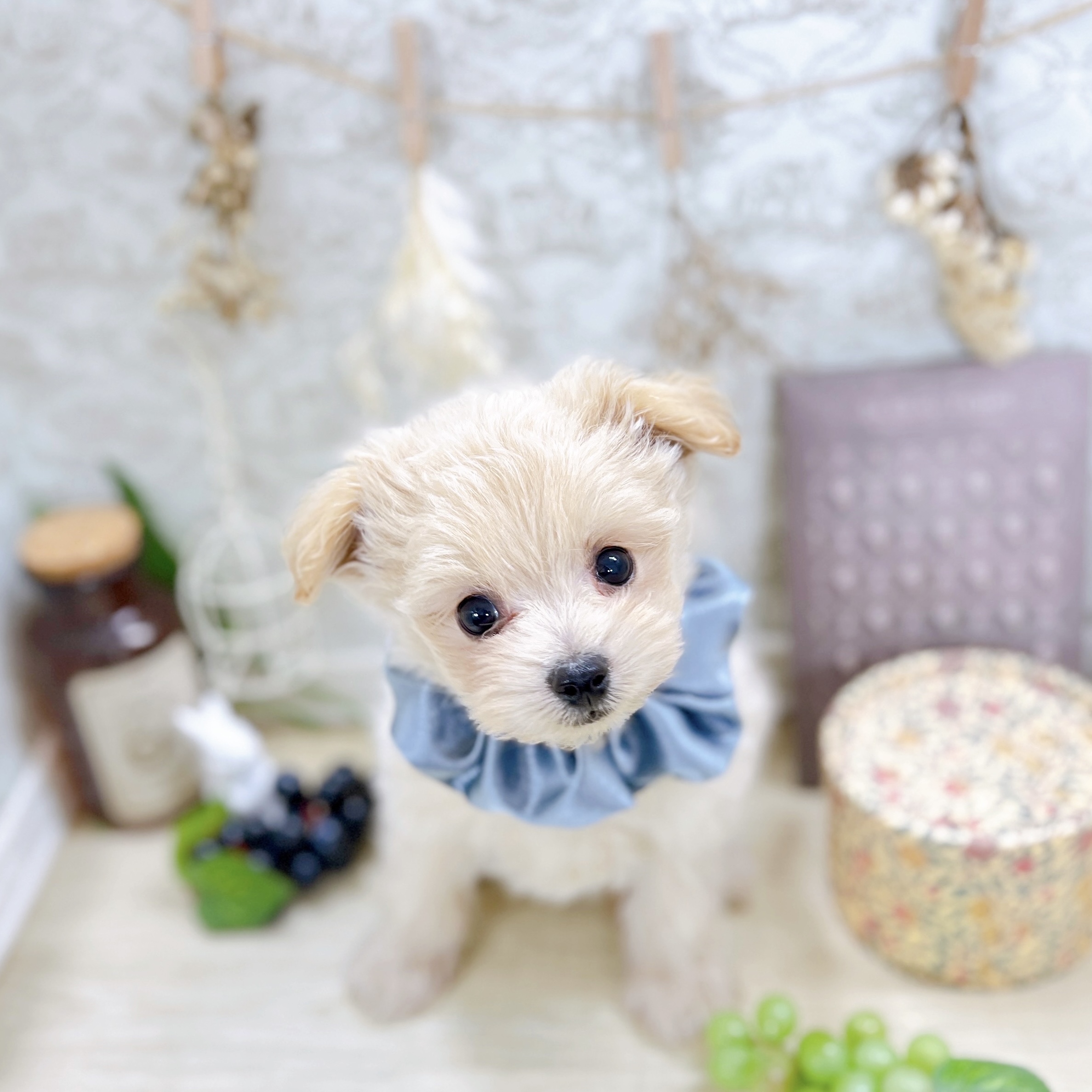 福井県のポメプー(ポメラニアン×プードル) (犬の家＆猫の里アミーゴ福井大和田店/2025年8月22日生まれ/男の子/クリーム)の子犬の2枚目の画像