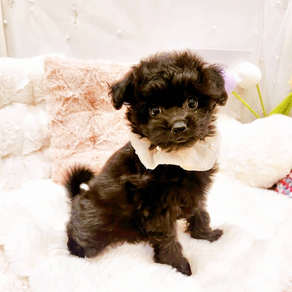 福井県のポメプー(ポメラニアン×プードル) (犬の家＆猫の里福井店/2025年8月22日生まれ/女の子/ブラック)の子犬の1枚目の画像