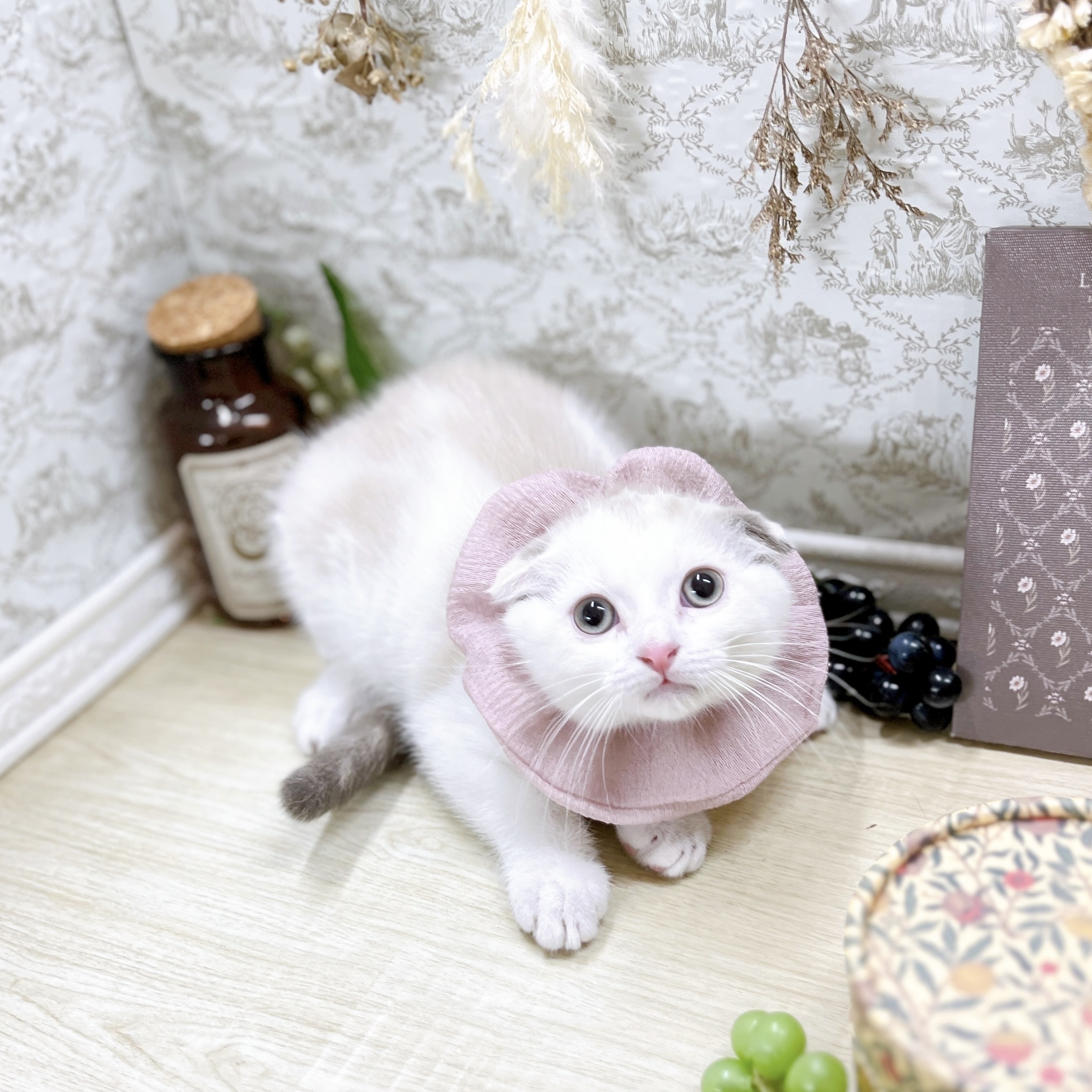 福井県のスコティッシュフォールド (犬の家＆猫の里アミーゴ福井大和田店/2025年8月20日生まれ/女の子/シールリンクスポイントホワイト)の子猫の2枚目の画像