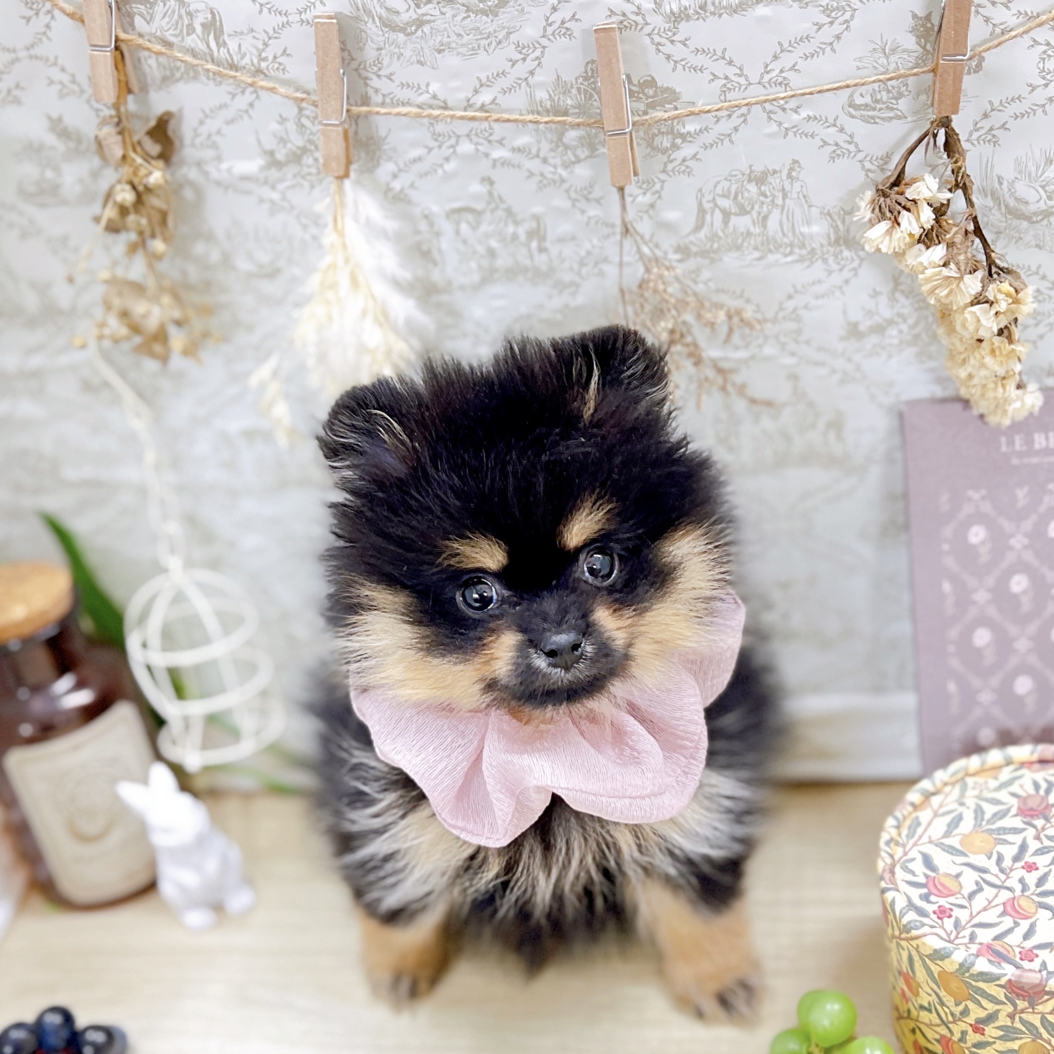 福井県のポメラニアン (犬の家＆猫の里アミーゴ福井大和田店/2025年8月13日生まれ/女の子/ブラックタン)の子犬の1枚目の画像