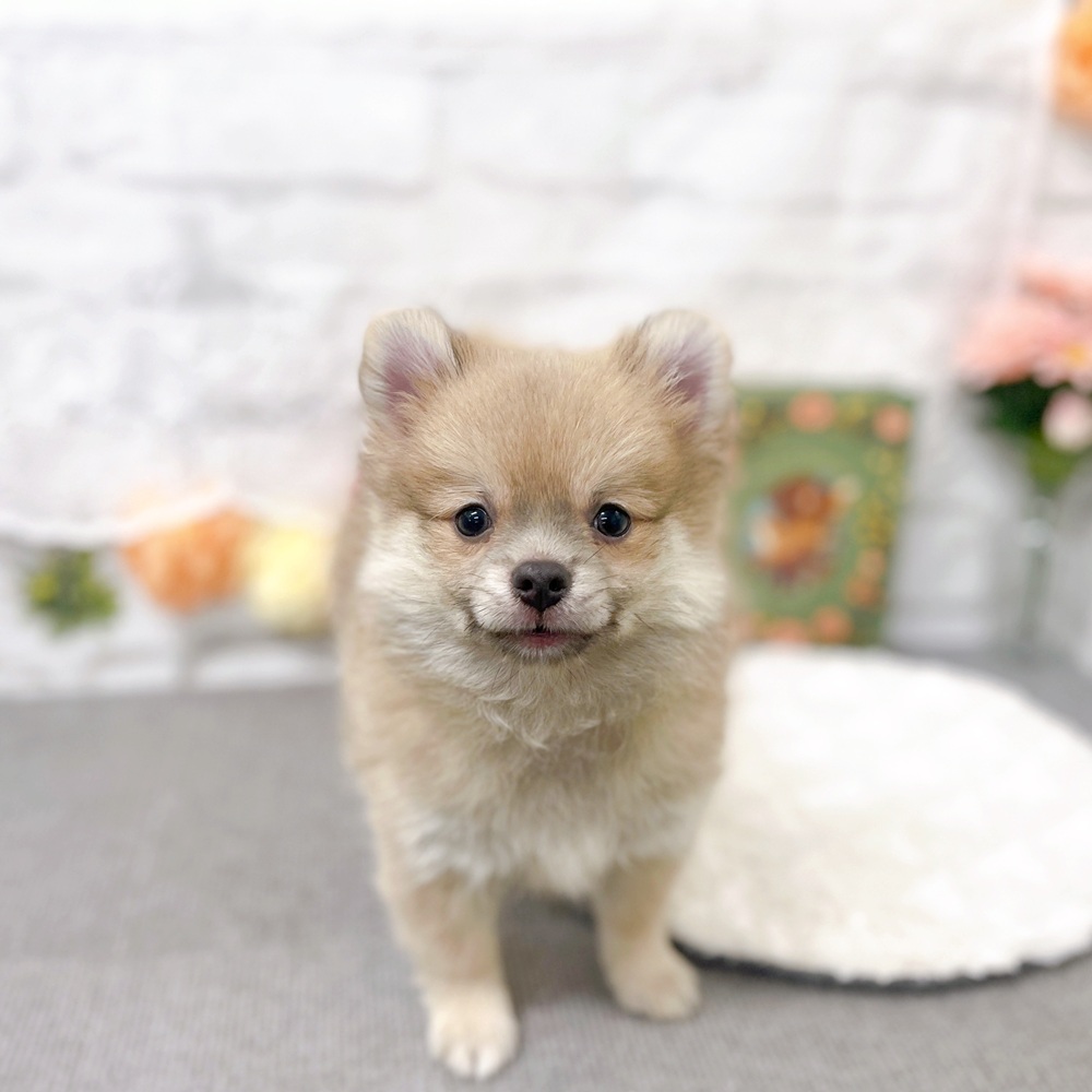 京都府のポメチワ/チワポメ/ポメチー(ポメラニアン×チワワ) (犬の家＆猫の里京都樟葉店/2025年8月19日生まれ/男の子/フォーン)の子犬の2枚目の画像