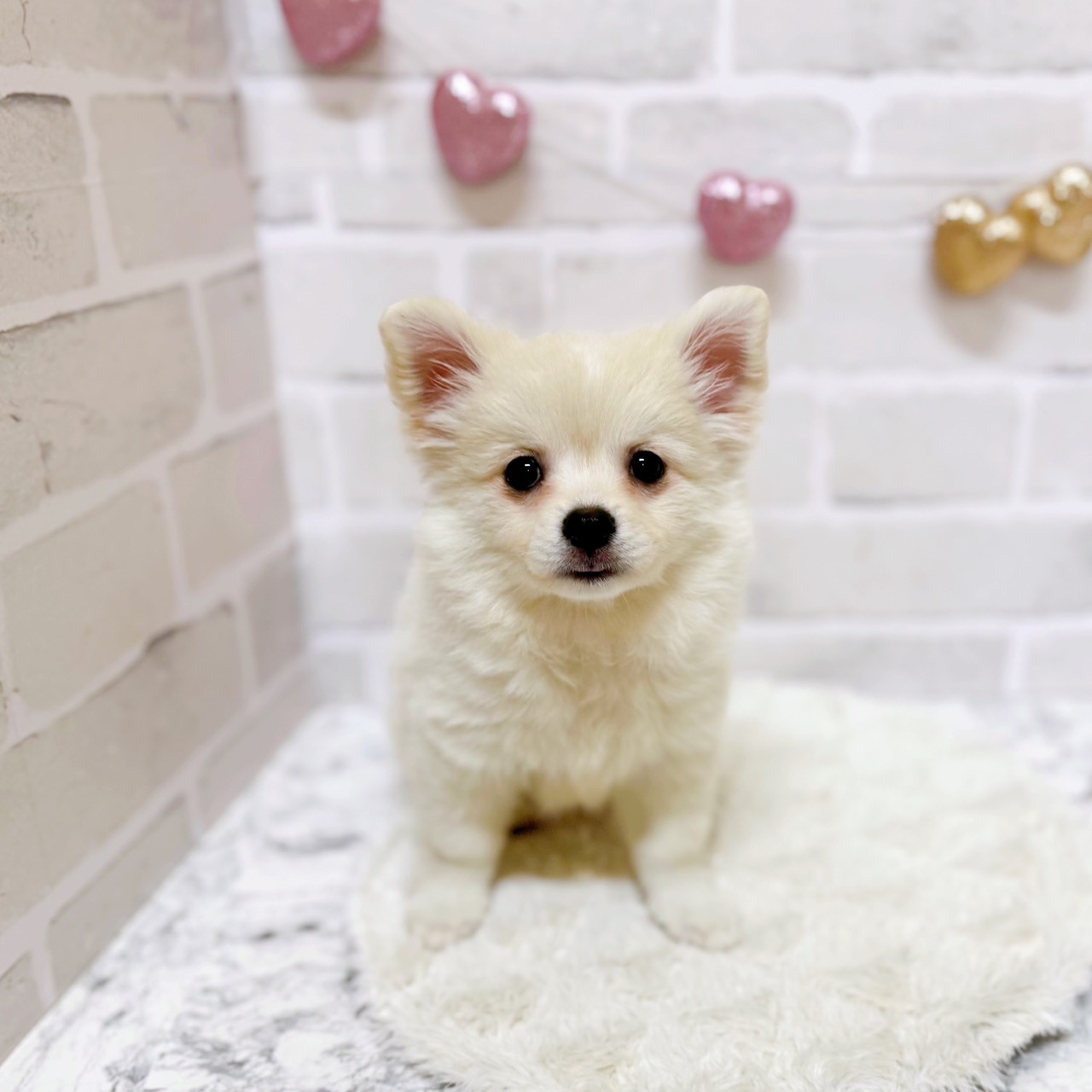 京都府のポメチワ/チワポメ/ポメチー(ポメラニアン×チワワ) (犬の家&猫の里京都精華店/2025年8月19日生まれ/女の子/クリームホワイト)の子犬の2枚目の画像