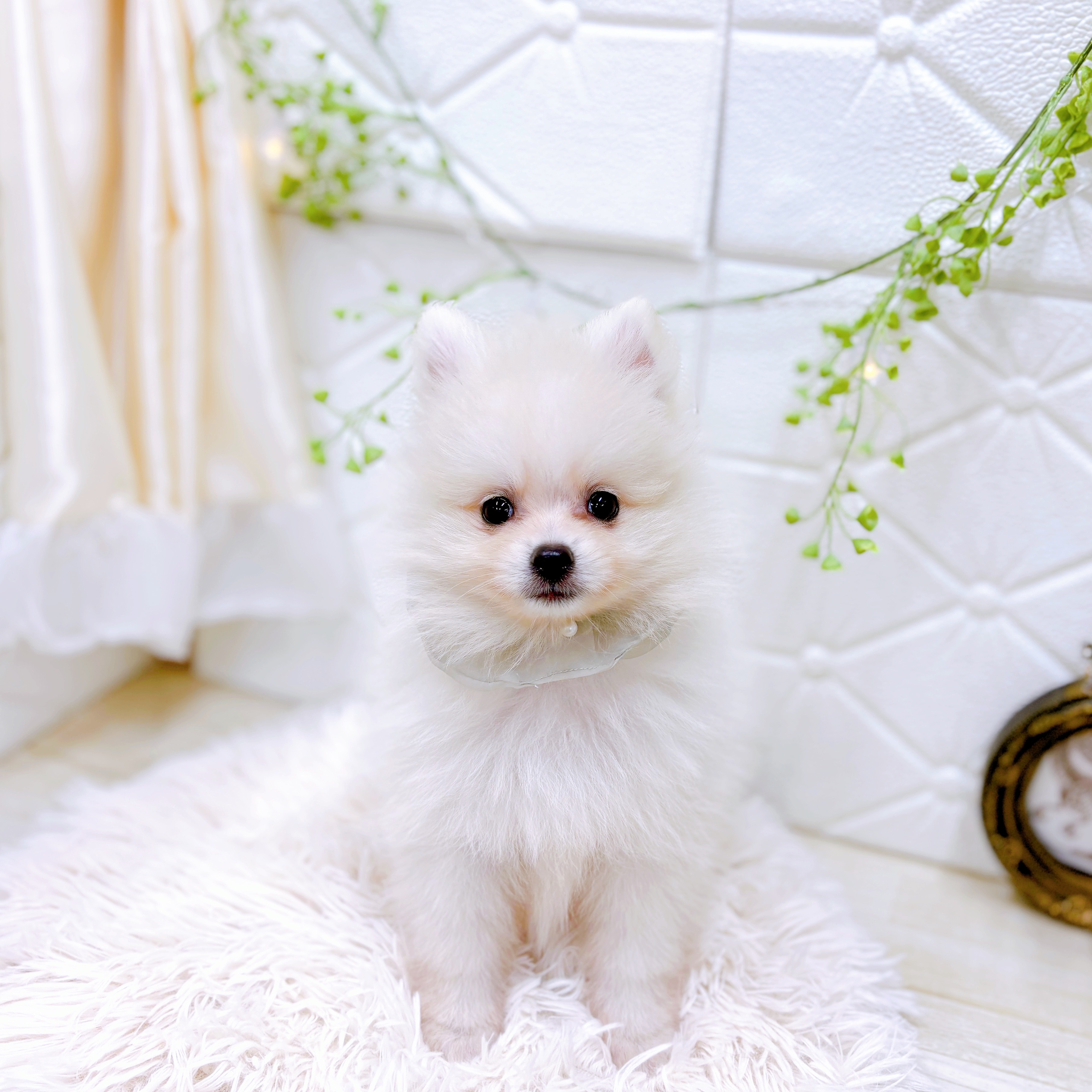 福井県のポメラニアン (犬の家＆猫の里アミーゴ福井店/2025年8月22日生まれ/男の子/クリーム)の子犬の2枚目の画像