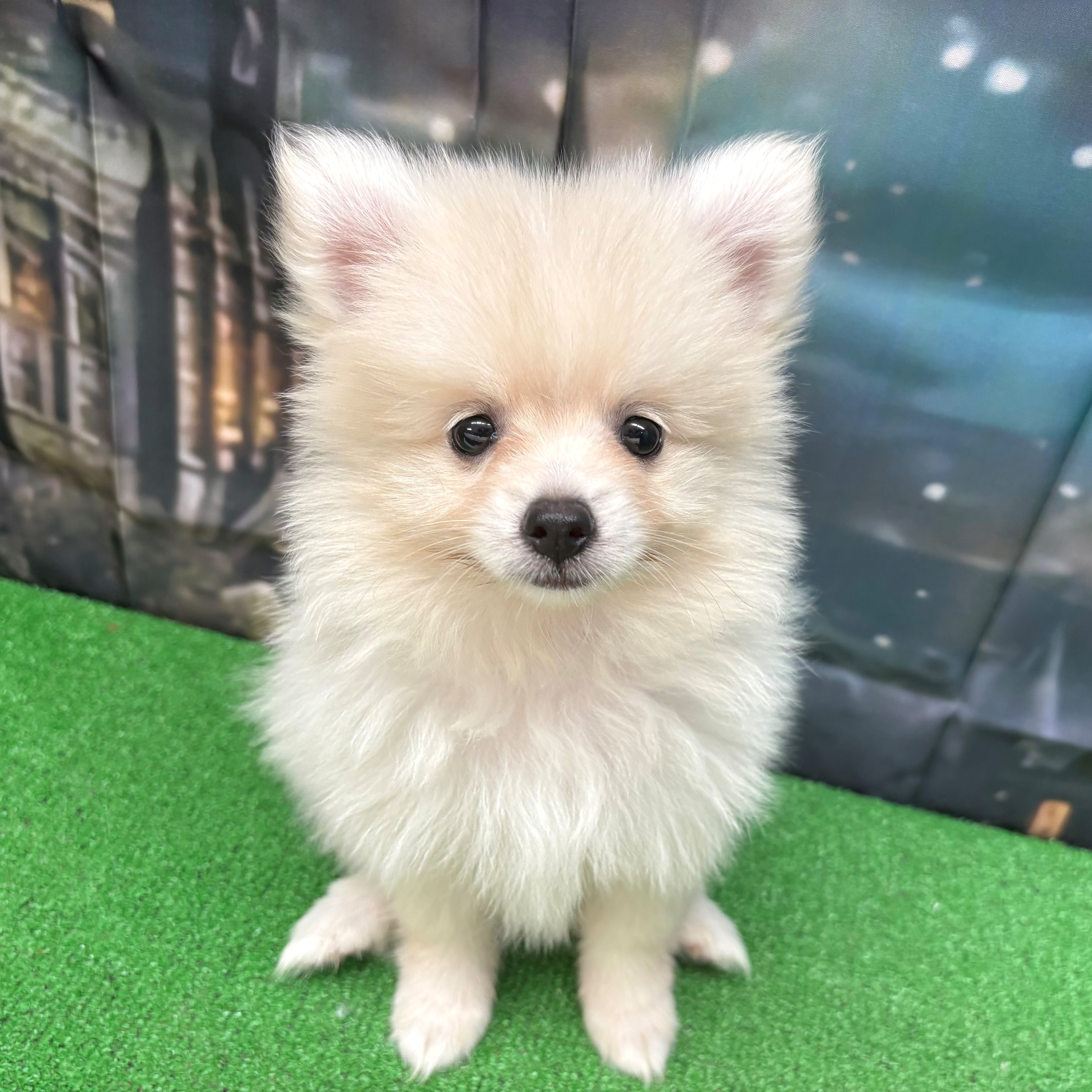 愛知県のポメラニアン (犬の家＆猫の里名古屋天白店/2025年8月22日生まれ/男の子/クリーム)の子犬の2枚目の画像