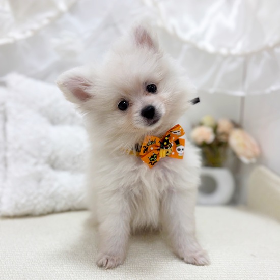 岐阜県のポメラニアン (犬の家＆猫の里カラフルタウン岐阜店/2025年8月22日生まれ/女の子/クリーム)の子犬の2枚目の画像