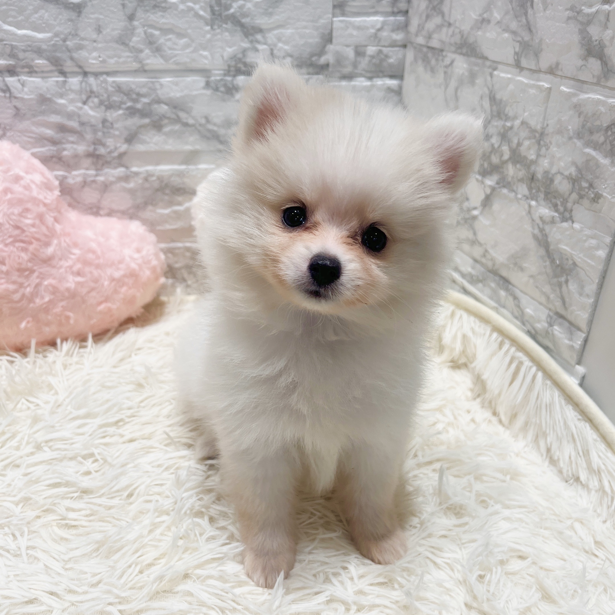愛知県のポメラニアン (犬の家＆猫の里MiO香久山店/2025年8月22日生まれ/女の子/ホワイトクリーム)の子犬の2枚目の画像