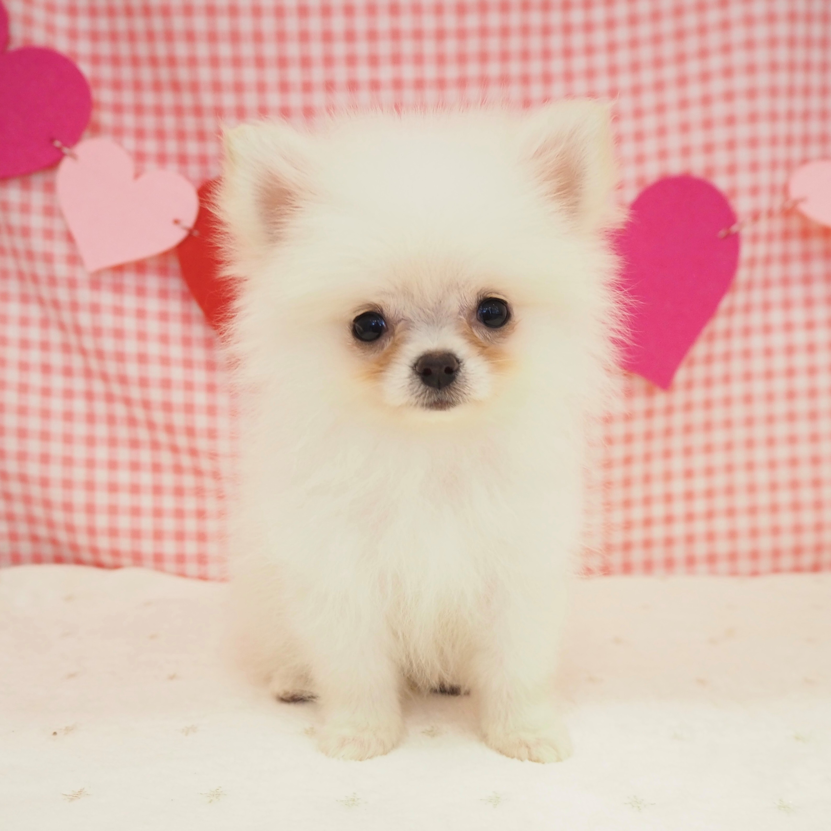 大阪府のポメチワ/チワポメ/ポメチー(ポメラニアン×チワワ) (犬の家＆猫の里もりのみやキューズモールBASE店/2025年8月9日生まれ/女の子/クリーム)の子犬の2枚目の画像