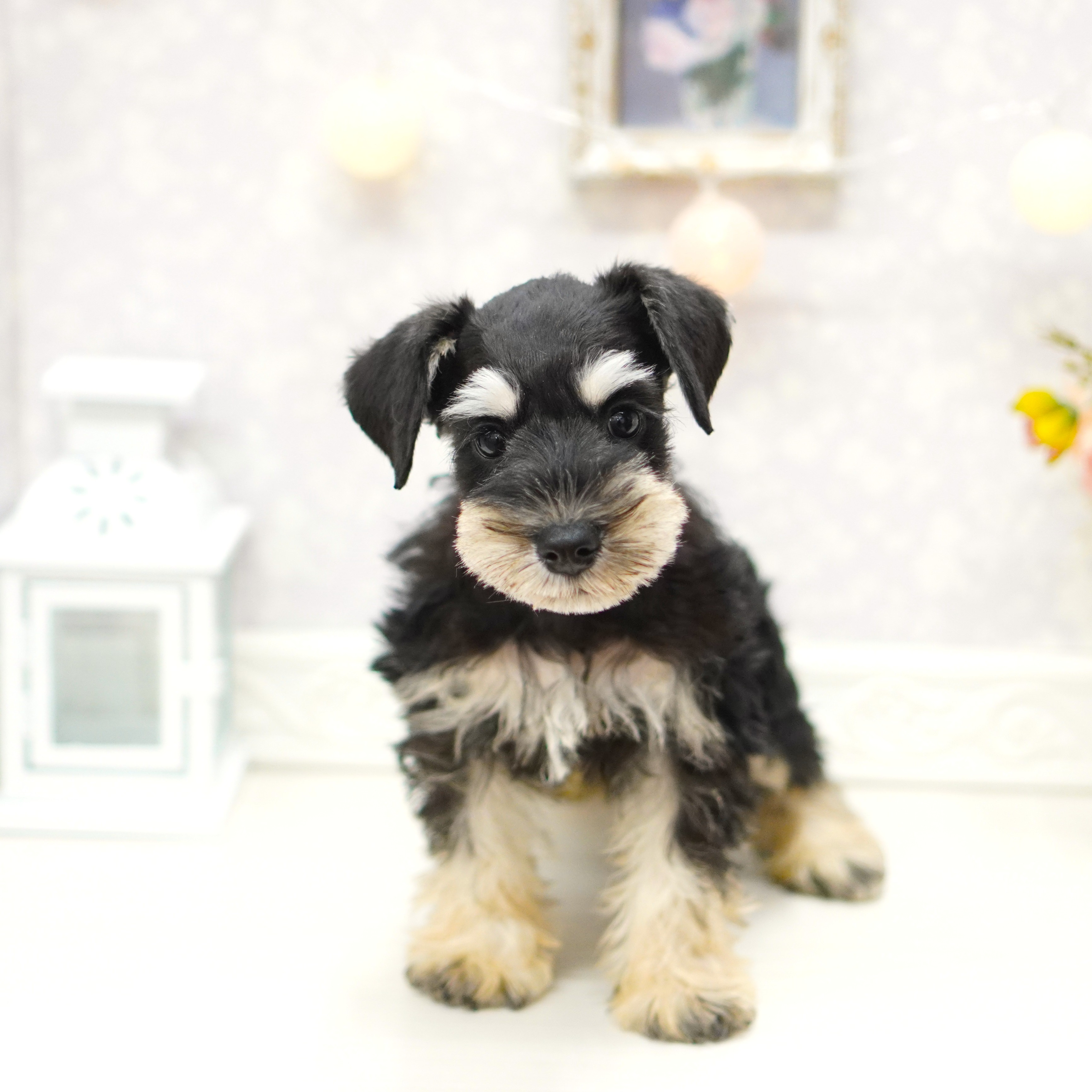 富山県のミニチュアシュナウザー (犬の家＆猫の里アミーゴ山室店/2025年8月22日生まれ/女の子/ブラックシルバー)の子犬の2枚目の画像