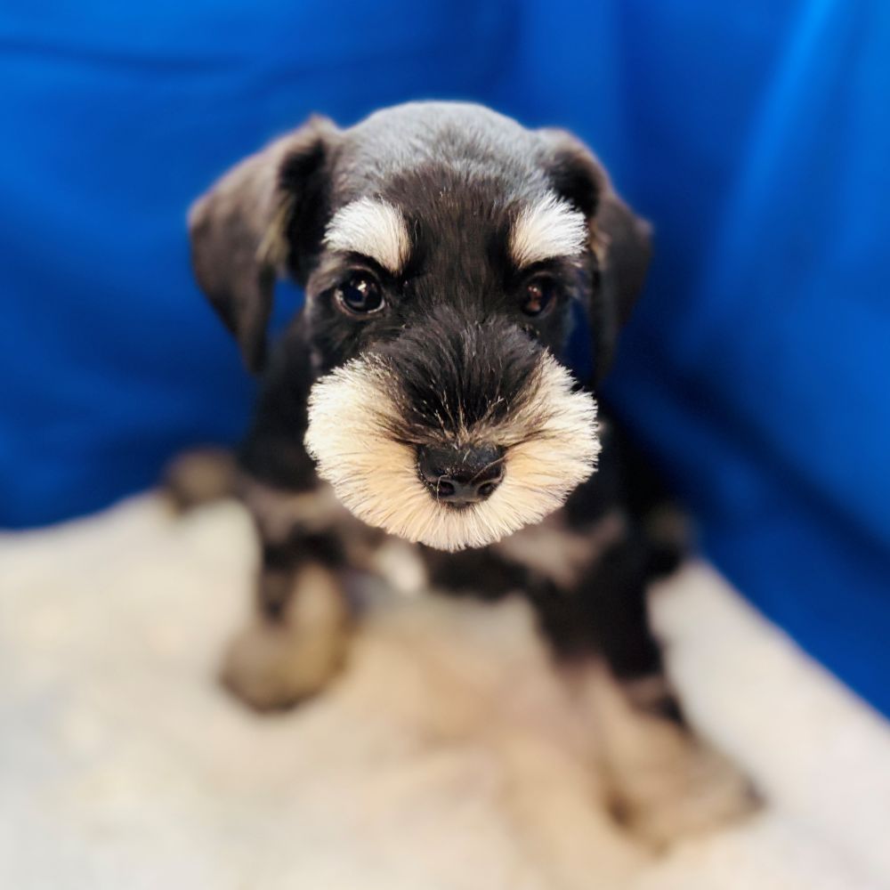 愛知県のミニチュアシュナウザー (犬の家＆猫の里愛知刈谷店/2025年8月22日生まれ/男の子/ブラックシルバー)の子犬の2枚目の画像