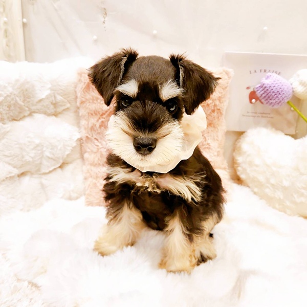 福井県のミニチュアシュナウザー (犬の家＆猫の里福井店/2025年8月22日生まれ/女の子/ブラックシルバー)の子犬の2枚目の画像