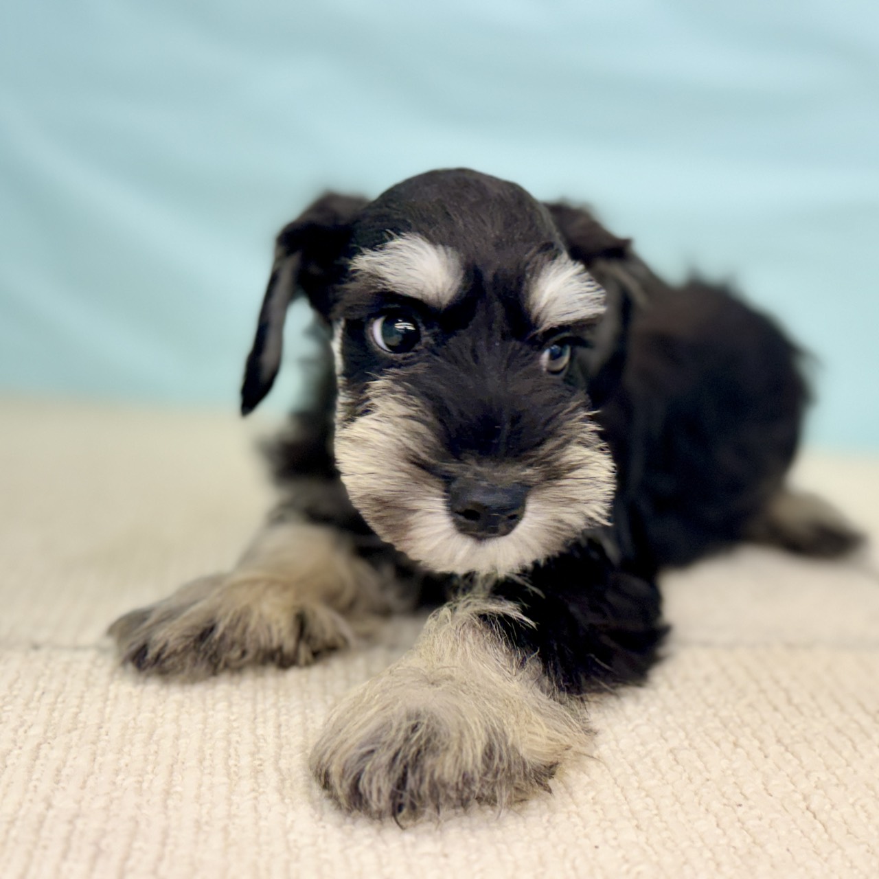 愛知県のミニチュアシュナウザー (犬の家＆猫の里春日井本店/2025年8月22日生まれ/男の子/ブラックシルバー)の子犬の2枚目の画像