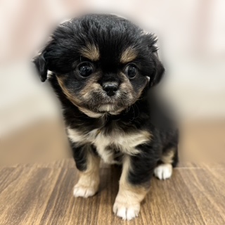 兵庫県のチワペキ/ペキチー/ペキチワ(チワワ×ペキニーズ) (犬の家＆猫の里カナート西神戸店/2025年8月20日生まれ/女の子/ブラックタン)の子犬の2枚目の画像