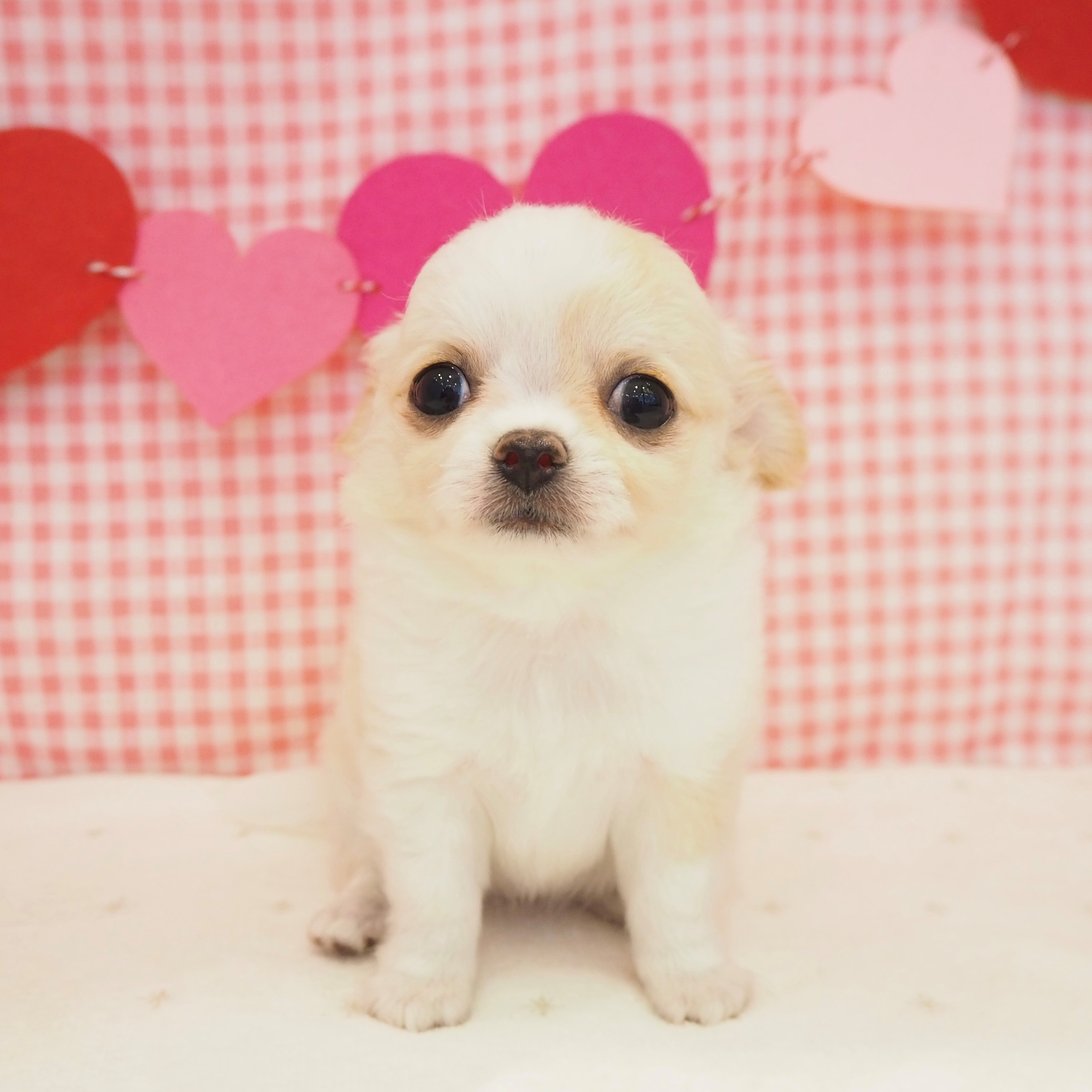 大阪府のチワワ(ロング) (犬の家&猫の里もりのみやキューズモールBASE店/2025年8月23日生まれ/女の子/クリームホワイト)の子犬の1枚目の画像