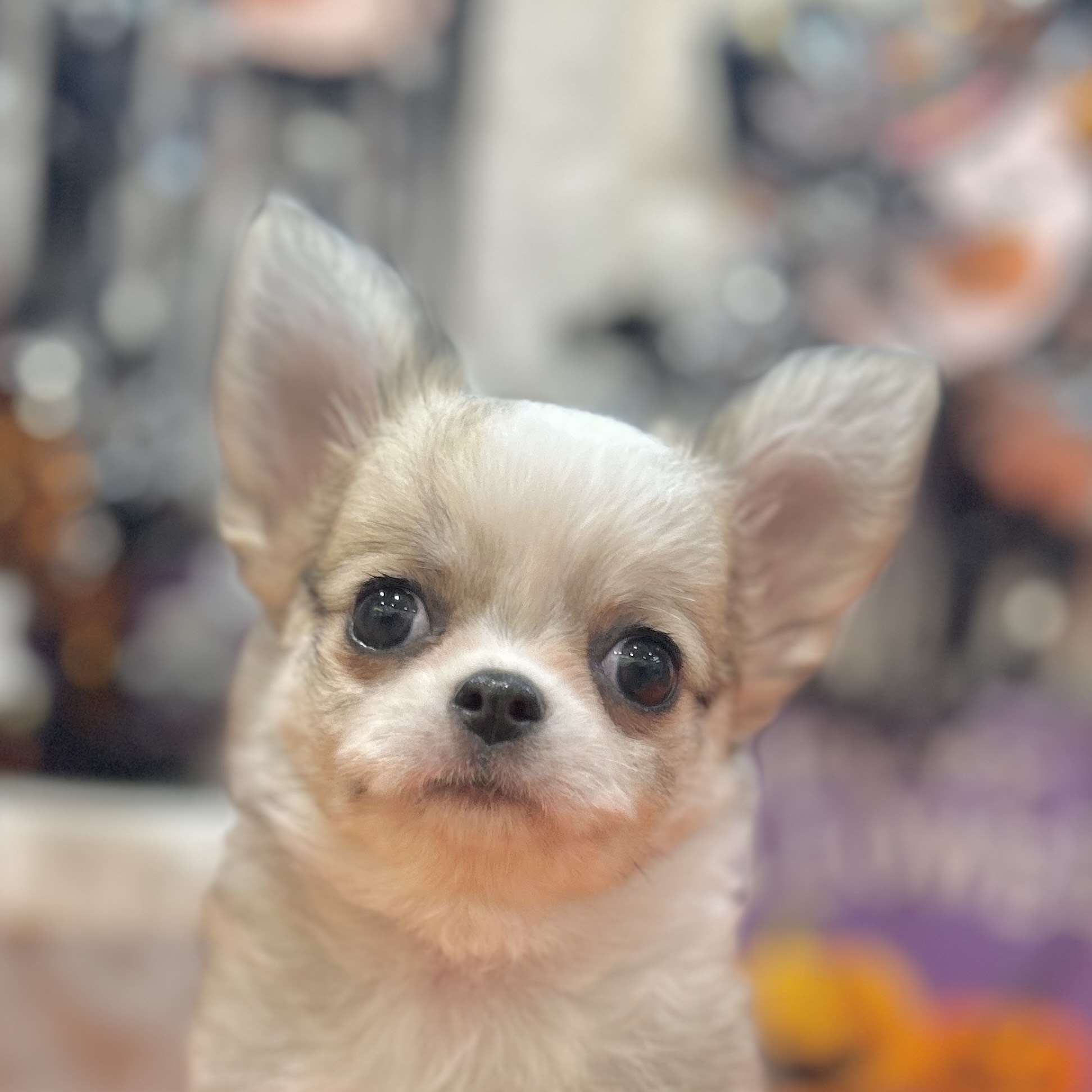 岡山県のチワワ(ロング) (犬の家&猫の里倉敷店/2025年8月23日生まれ/女の子/クリームセーブルホワイト)の子犬の1枚目の画像