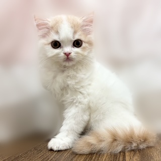 兵庫県のスコティッシュストレート (犬の家＆猫の里カナート西神戸店/2025年8月17日生まれ/男の子/クリームタビーホワイト)の子猫の2枚目の画像