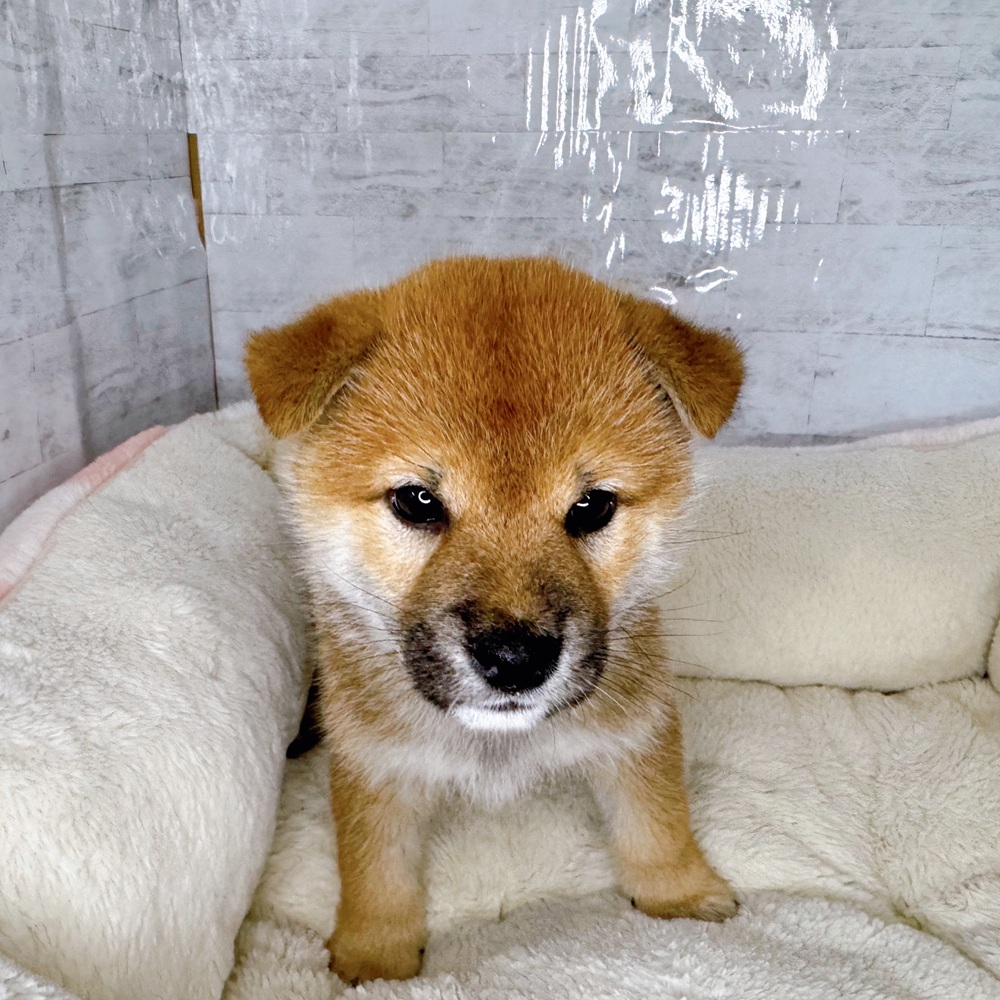長野県の柴犬(標準サイズ) (犬の家＆猫の里塩尻店/2025年8月22日生まれ/男の子/赤)の子犬の2枚目の画像