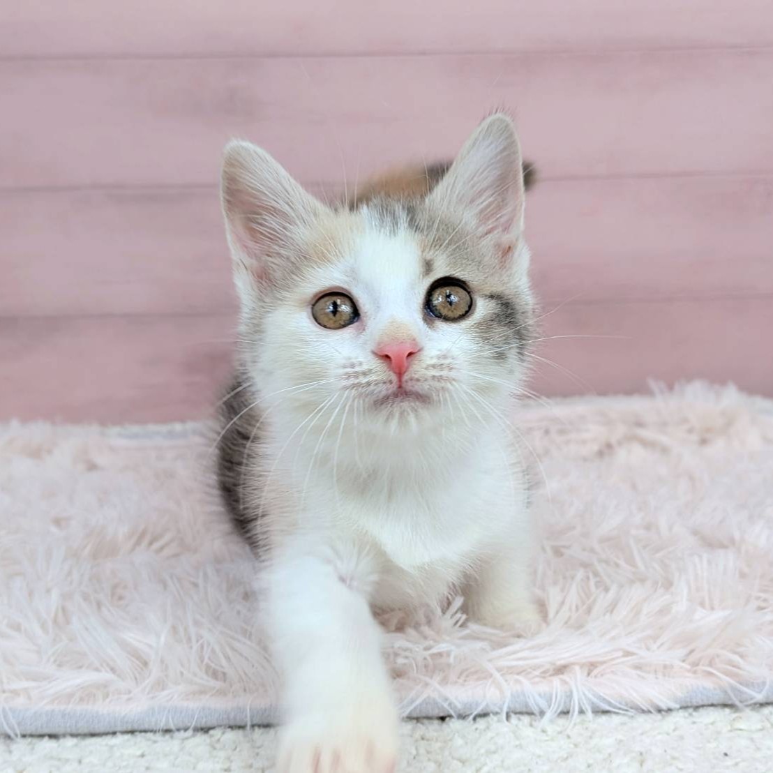 兵庫県のマンチカン (犬の家＆猫の里川西店/2025年8月22日生まれ/女の子/ダイリュートキャリコ)の子猫の2枚目の画像