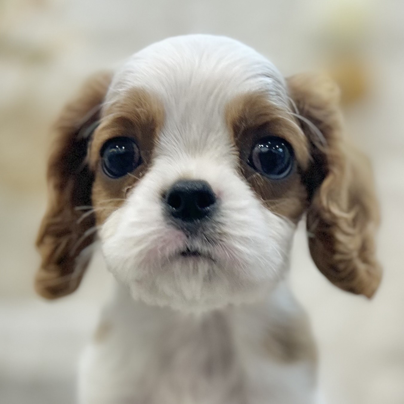 岡山県のキャバリアキングチャールズスパニエル (犬の家＆猫の里倉敷店/2025年8月24日生まれ/男の子/ブレンハイム)の子犬の1枚目の画像