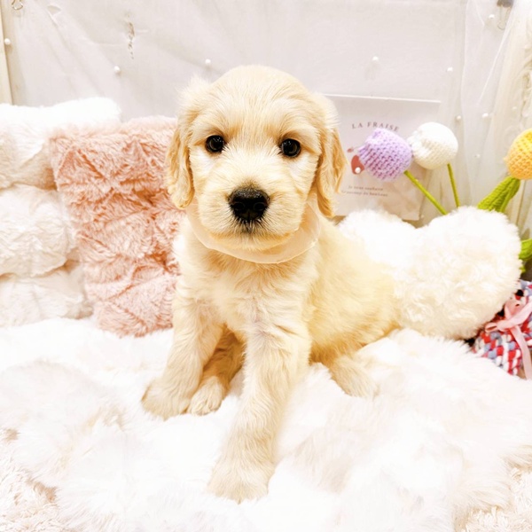 福井県のゴールデンドゥードゥル(ゴールデン×プードル) (犬の家＆猫の里福井店/2025年8月23日生まれ/女の子/クリーム)の子犬の1枚目の画像