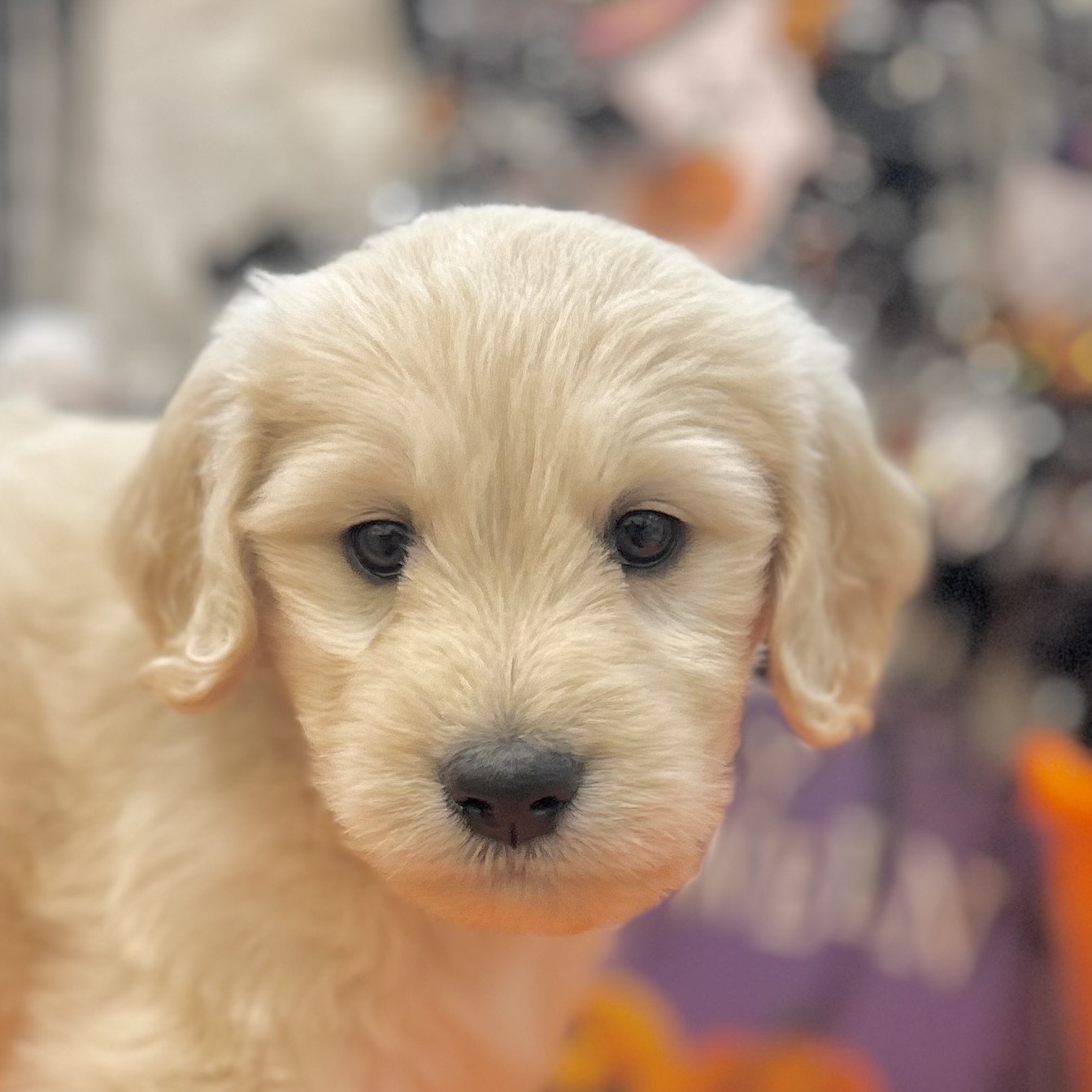 岡山県のゴールデンドゥードゥル(ゴールデン×プードル) (犬の家&猫の里倉敷店/2025年8月23日生まれ/男の子/クリーム)の子犬