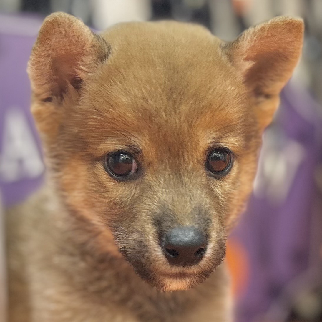 岡山県の豆柴 (犬の家&猫の里倉敷店/2025年8月24日生まれ/男の子/赤)の子犬