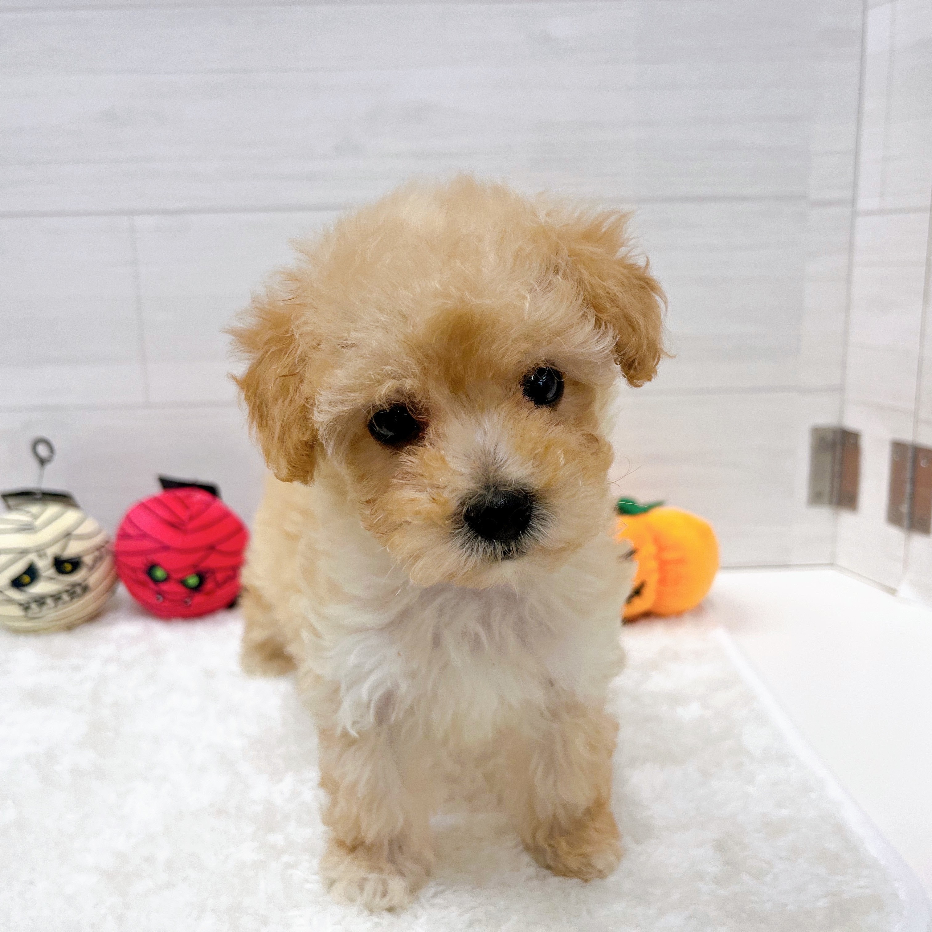 石川県のマルプー(マルチーズ×プードル) (犬の家＆猫の里アミーゴ金沢おこばた店/2025年8月24日生まれ/女の子/アプリコット)の子犬の2枚目の画像