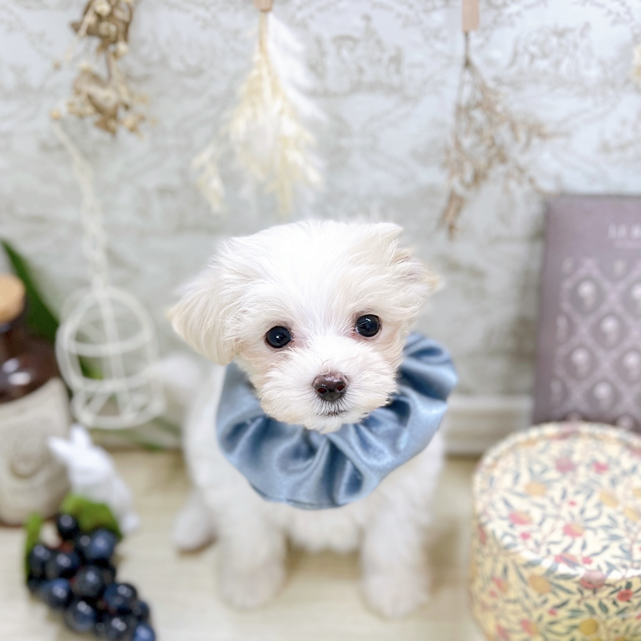 福井県のマルプー(マルチーズ×プードル) (犬の家＆猫の里アミーゴ福井大和田店/2025年8月22日生まれ/男の子/クリーム)の子犬の2枚目の画像