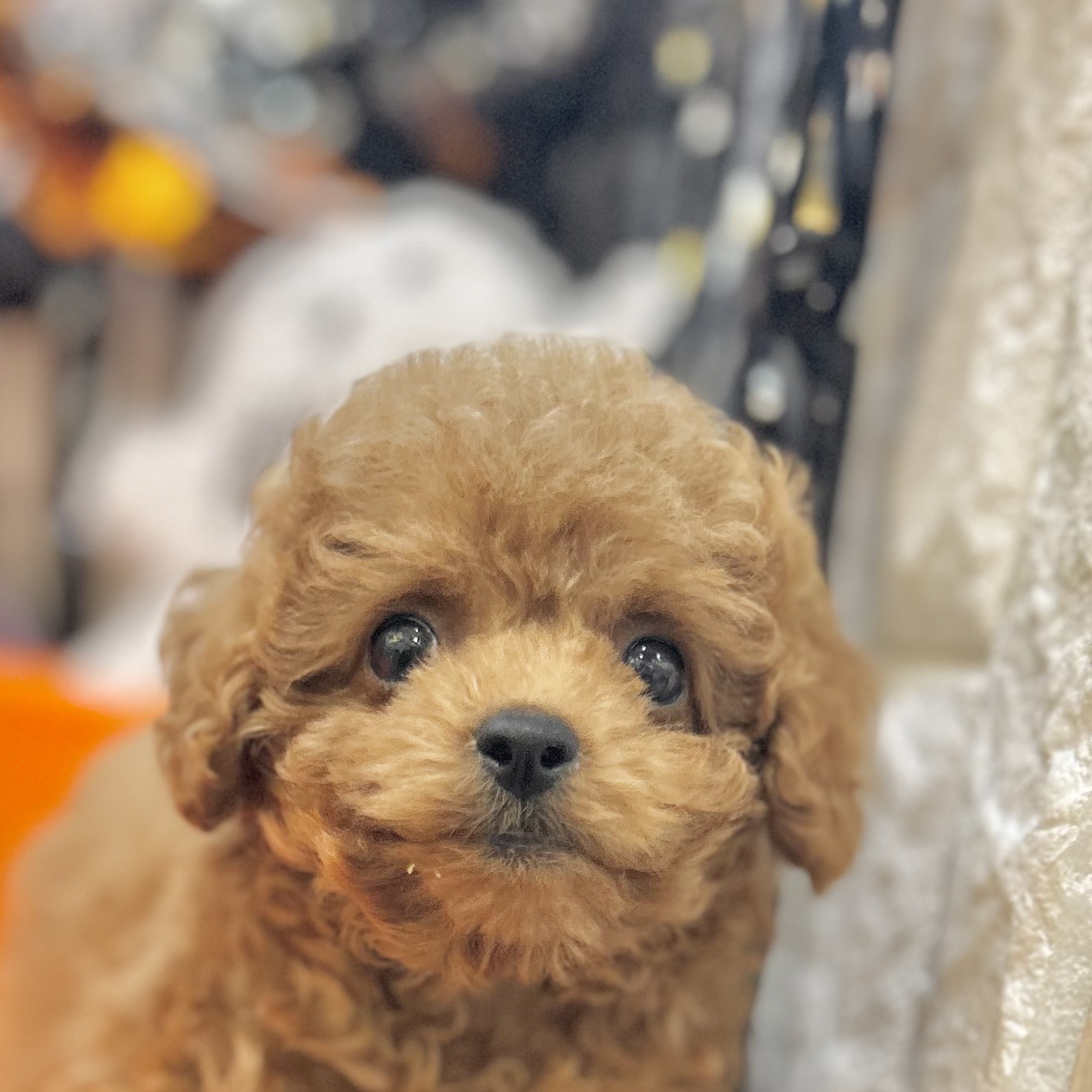 岡山県のトイプードル(トイ) (犬の家&猫の里倉敷店/2025年8月21日生まれ/女の子/レッド)の子犬