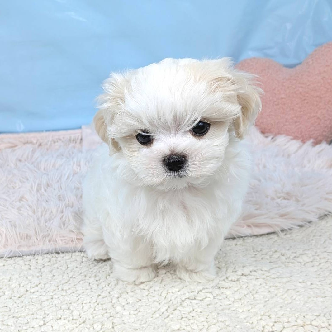 兵庫県のマルチーズ (犬の家＆猫の里川西店/2025年8月23日生まれ/男の子/ホワイト)の子犬の2枚目の画像