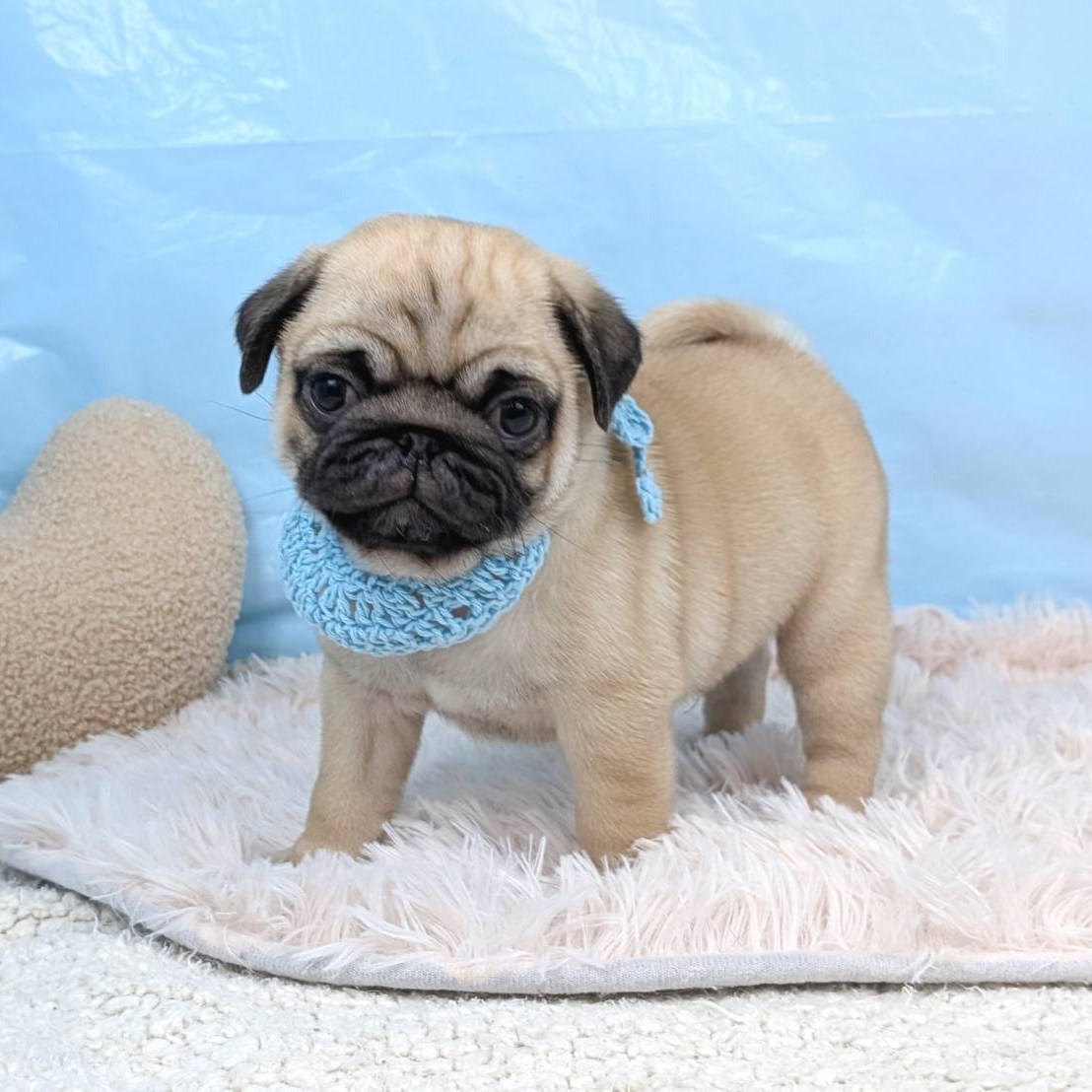 兵庫県のパグ (犬の家＆猫の里川西店/2025年8月24日生まれ/男の子/フォーン)の子犬の2枚目の画像