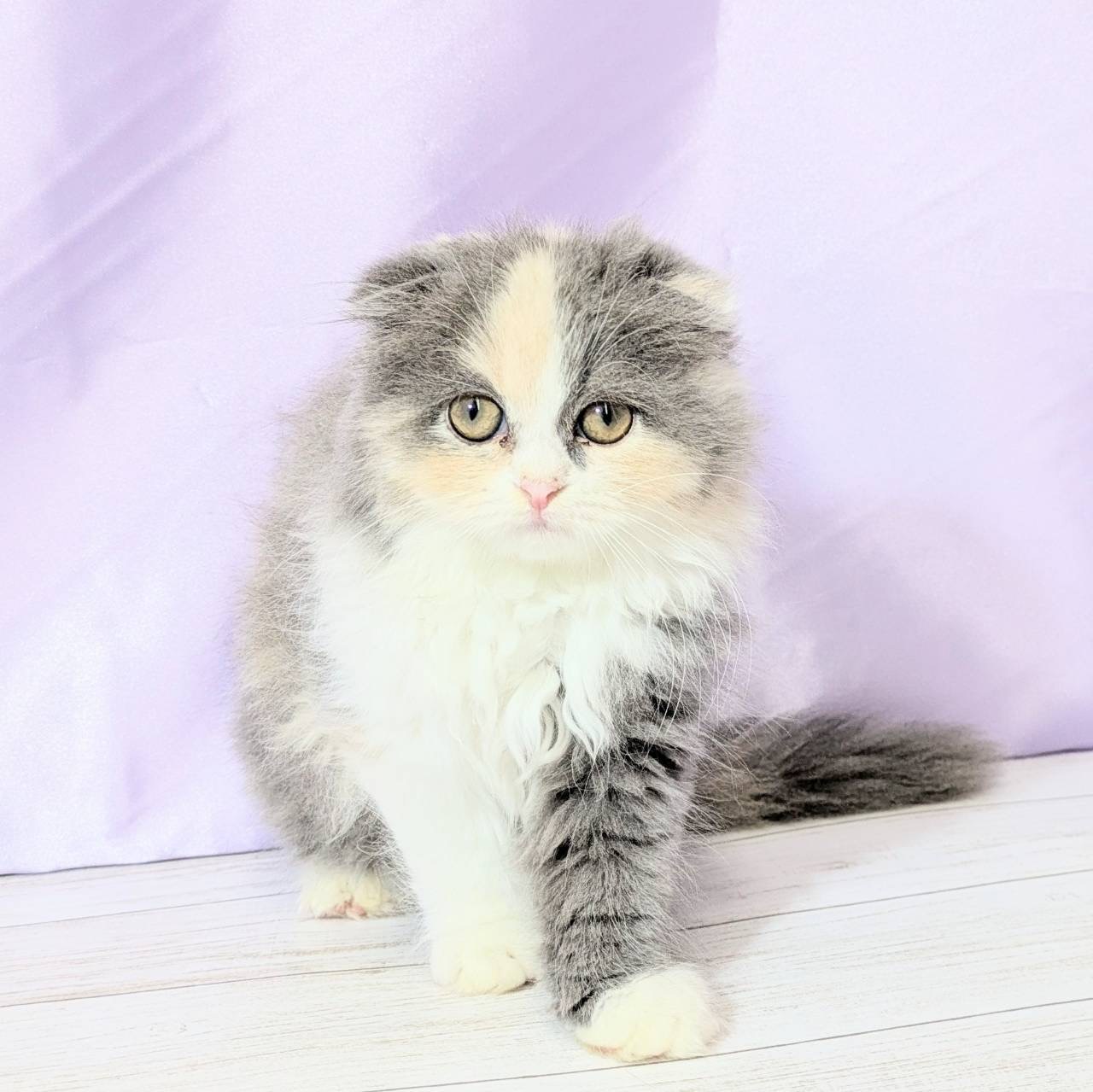 兵庫県のスコティッシュフォールド (犬の家＆猫の里尼崎店/2025年8月22日生まれ/女の子/ダイリュートキャリコ)の子猫の1枚目の画像