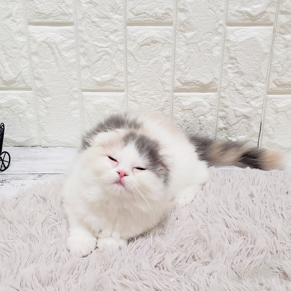 岡山県のスコティッシュフォールド (犬の家＆猫の里岡山店/2025年8月22日生まれ/女の子/ダイリュートキャリコ)の子猫の2枚目の画像