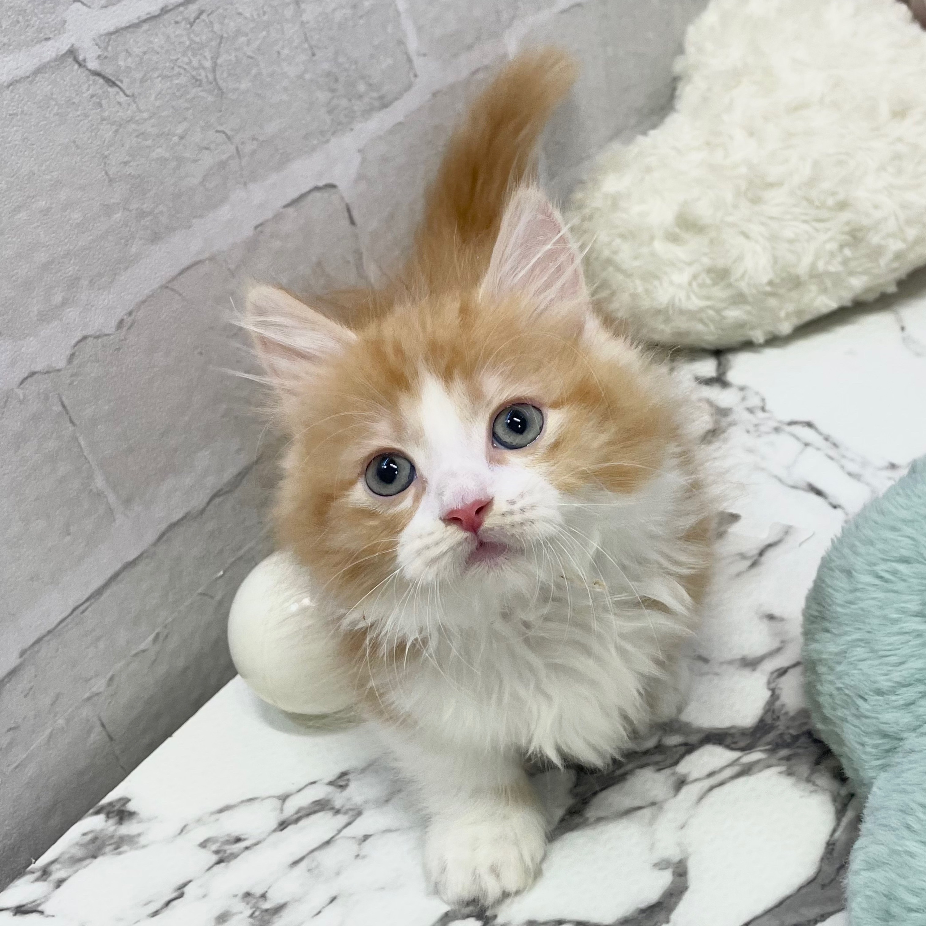 愛知県のミヌエット (犬の家＆猫の里岡崎店/2025年8月22日生まれ/女の子/レッドタビーホワイト)の子猫の2枚目の画像