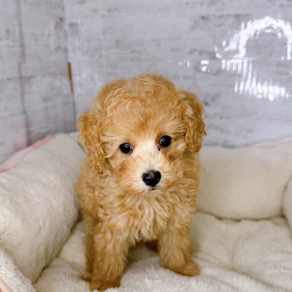 長野県のトイプードル(トイ) (犬の家＆猫の里塩尻店/2025年8月23日生まれ/女の子/アプリコット)の子犬の2枚目の画像