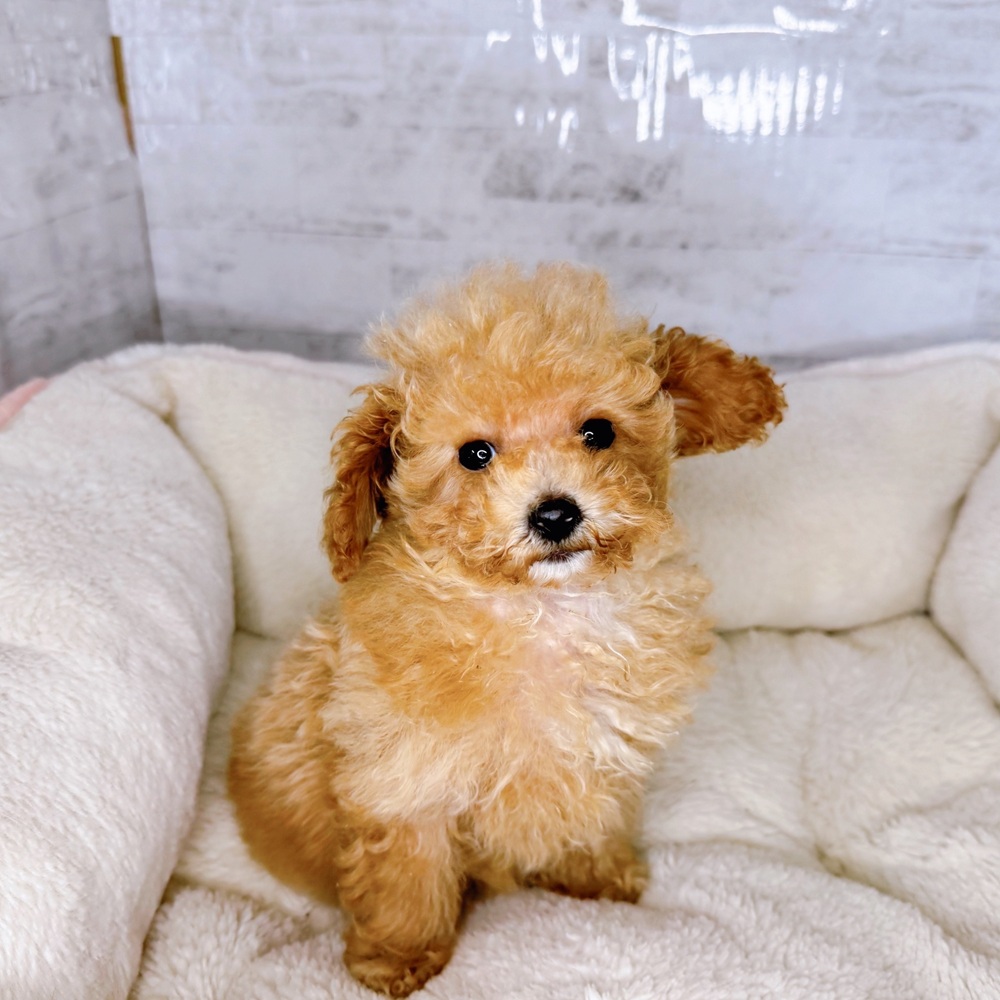 長野県のトイプードル(タイニー) (犬の家＆猫の里塩尻店/2025年8月12日生まれ/女の子/オレンジフォーン)の子犬の2枚目の画像