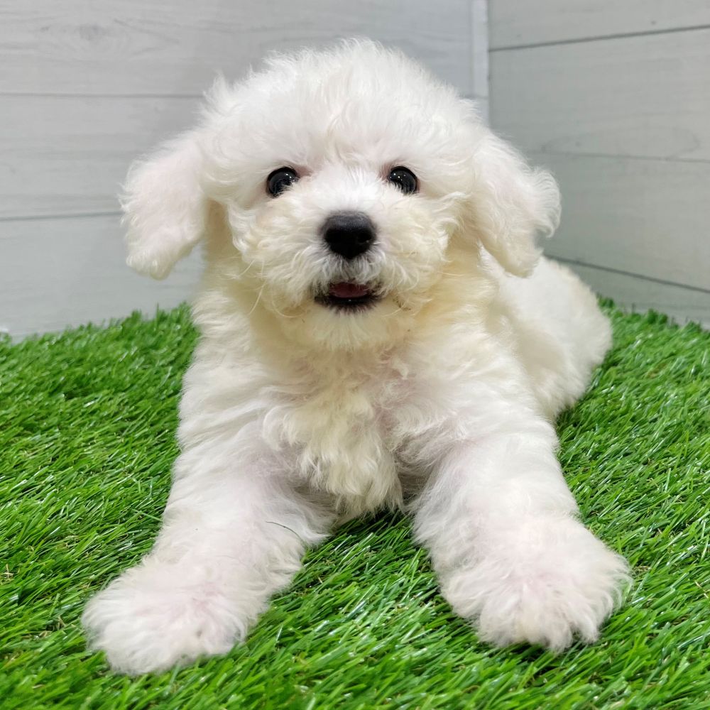 愛知県のビションプー(ビションフリーゼ×プードル) (犬の家&猫の里豊田店/2025年8月24日生まれ/女の子/ホワイト)の子犬の2枚目の画像