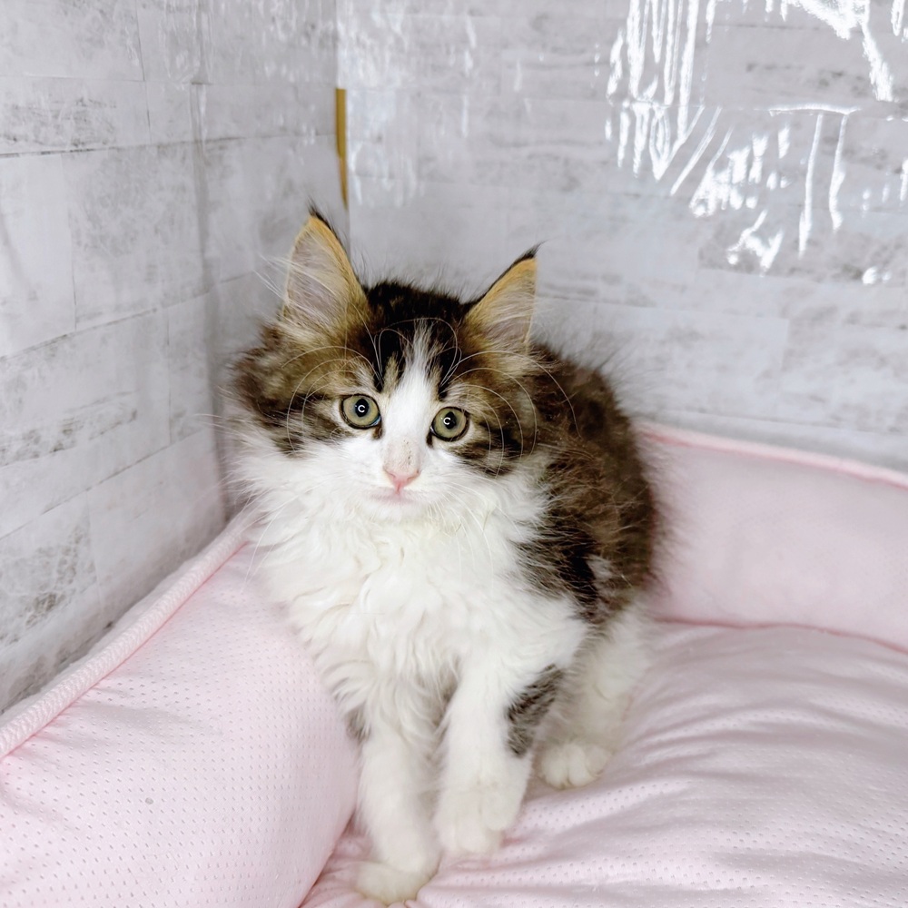 岐阜県のノルウェージャンフォレストキャット (犬の家＆猫の里カラフルタウン岐阜店/2025年8月20日生まれ/男の子/ブラウンタビーホワイト)の子猫の2枚目の画像