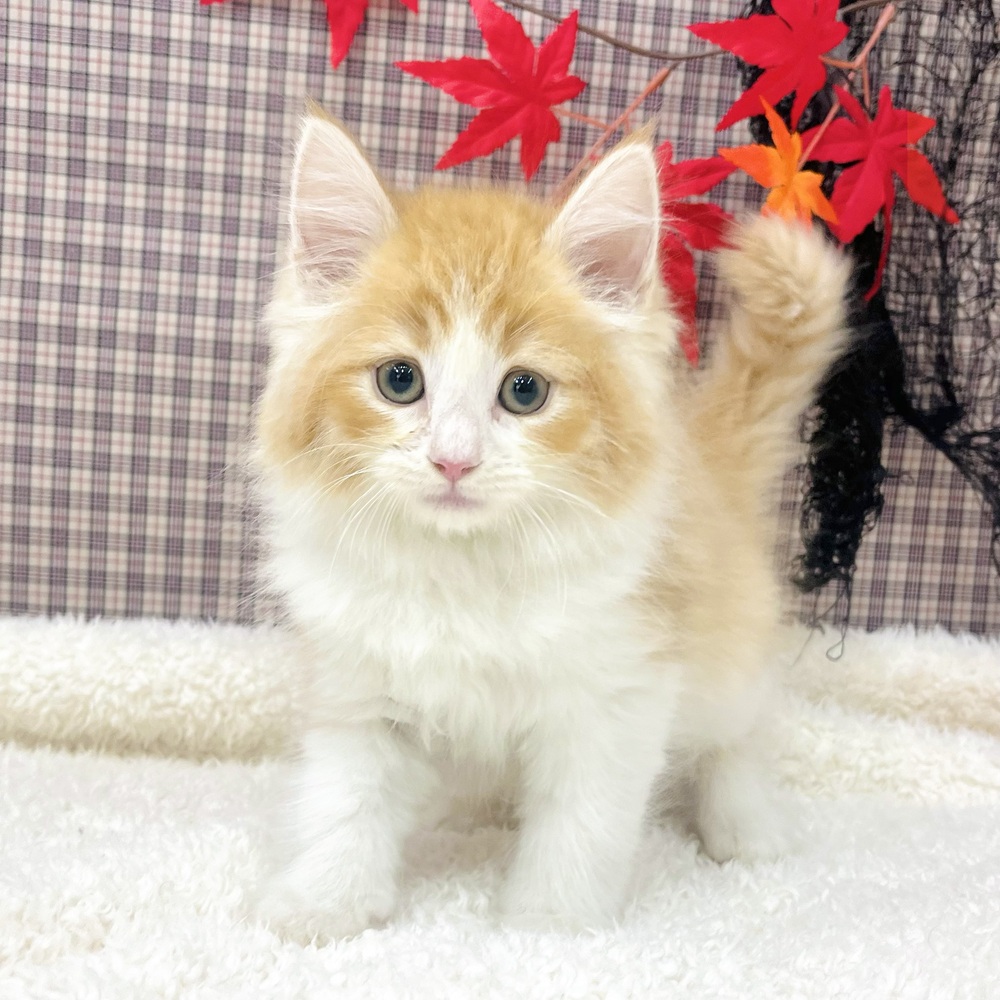 愛知県のノルウェージャンフォレストキャット (犬の家＆猫の里エアポートウォーク店/2025年8月20日生まれ/男の子/レッドタビーホワイト)の子猫の1枚目の画像