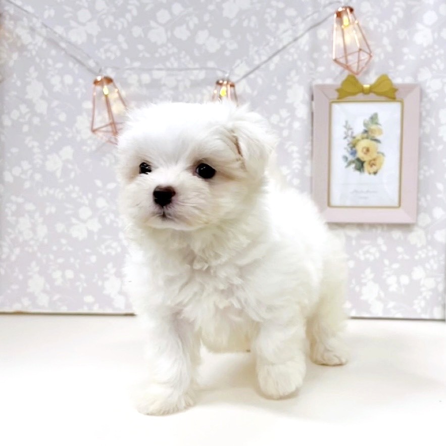 富山県のマルチーズ (犬の家＆猫の里アミーゴ高岡蓮花寺店/2025年8月20日生まれ/女の子/ホワイト)の子犬の2枚目の画像