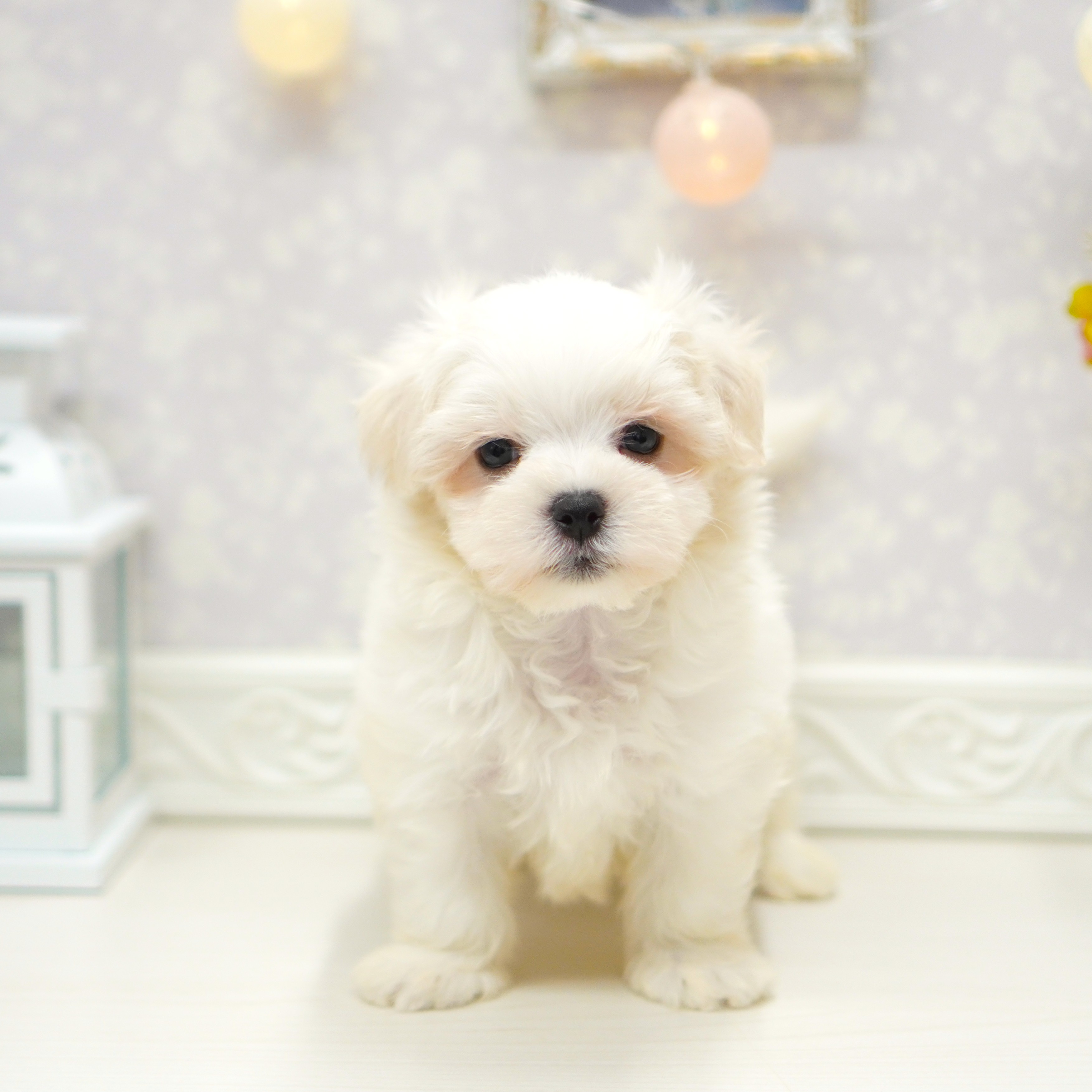 富山県のマルチーズ (犬の家＆猫の里アミーゴ山室店/2025年8月20日生まれ/男の子/ホワイト)の子犬の1枚目の画像