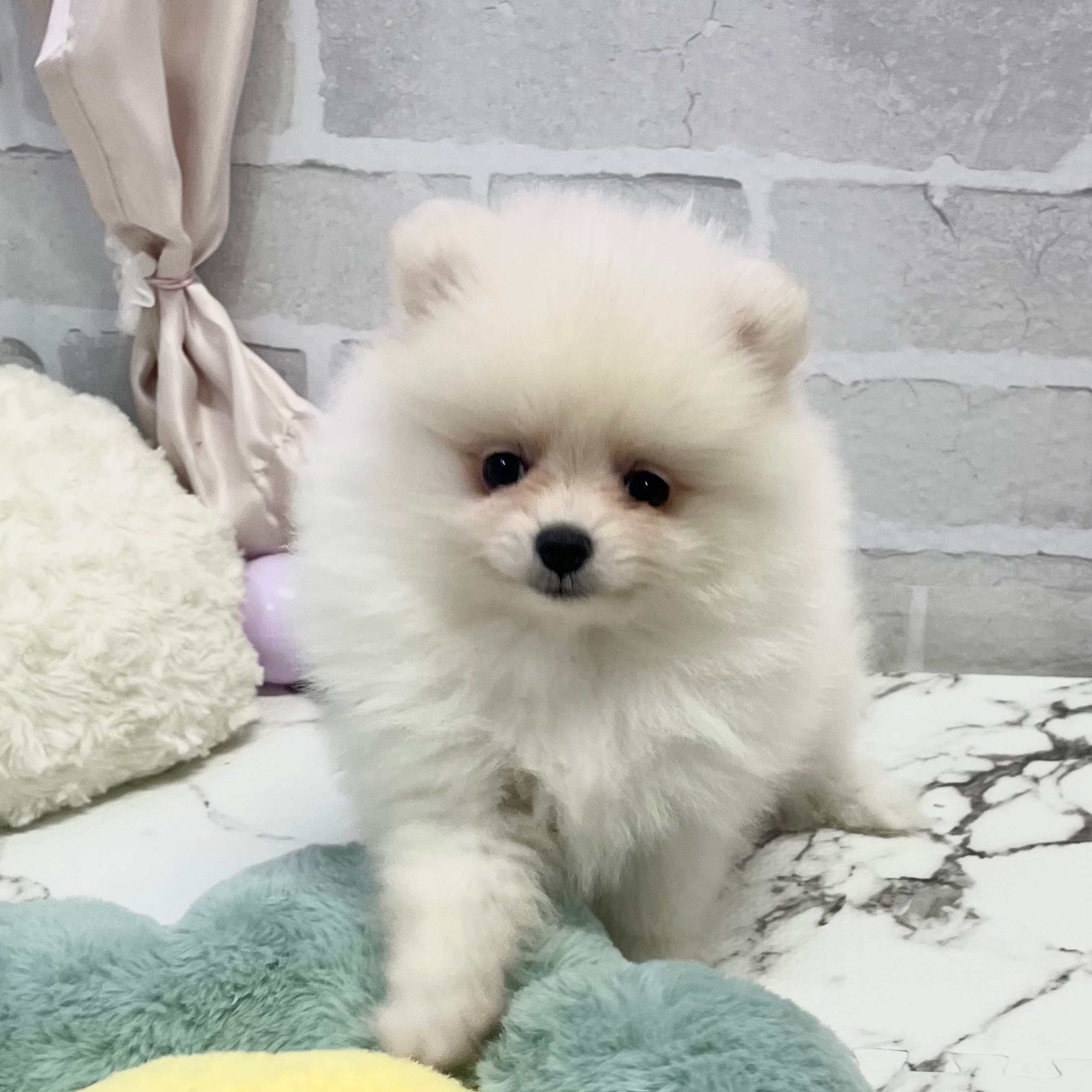 静岡県のポメラニアン (犬の家＆猫の里プレ葉ウォーク浜北店/2025年8月19日生まれ/女の子/クリーム)の子犬の1枚目の画像