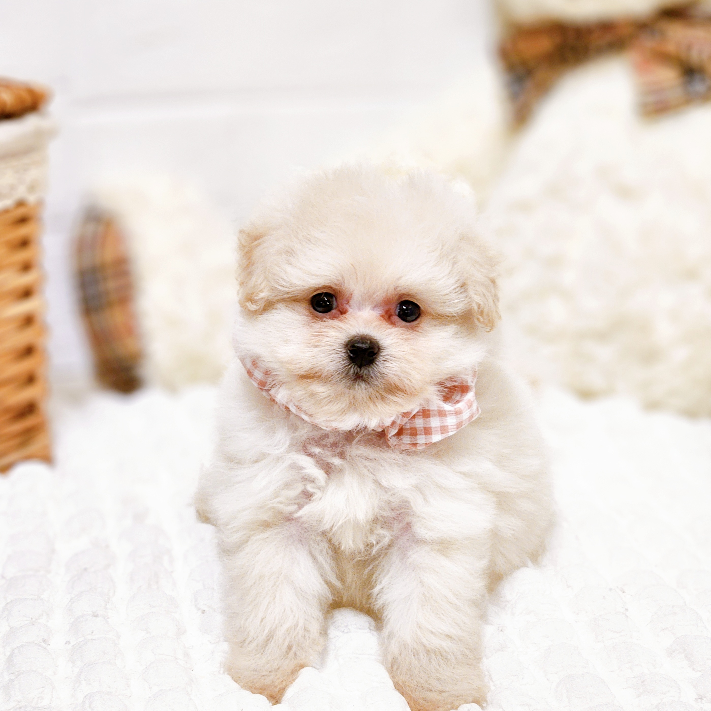 滋賀県のポメプー(ポメラニアン×プードル) (犬の家＆猫の里近江八幡店/2025年8月21日生まれ/女の子/クリーム)の子犬の1枚目の画像