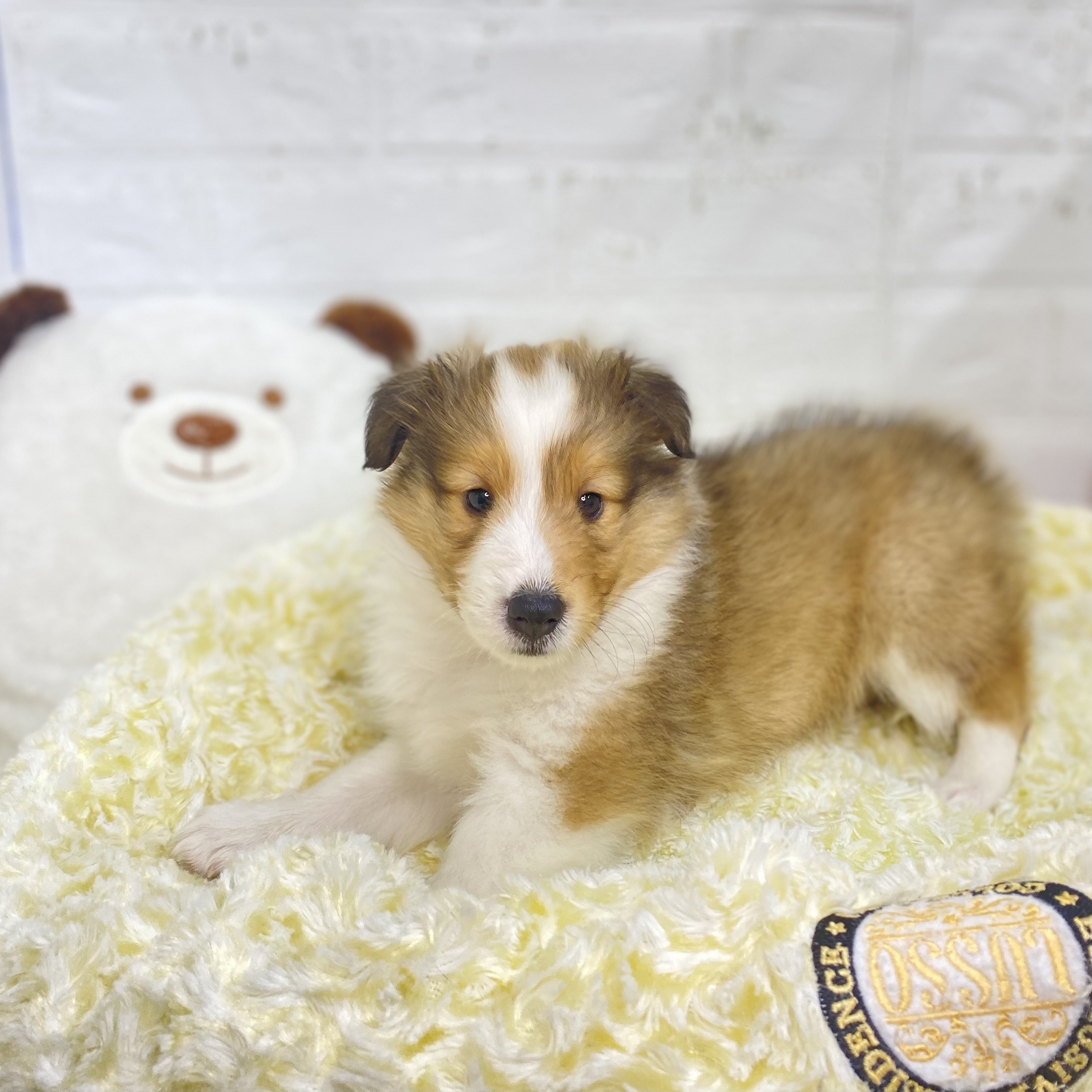 長野県のシェットランドシープドッグ (犬の家&猫の里長野店/2025年8月25日生まれ/女の子/セーブルホワイト)の子犬の2枚目の画像