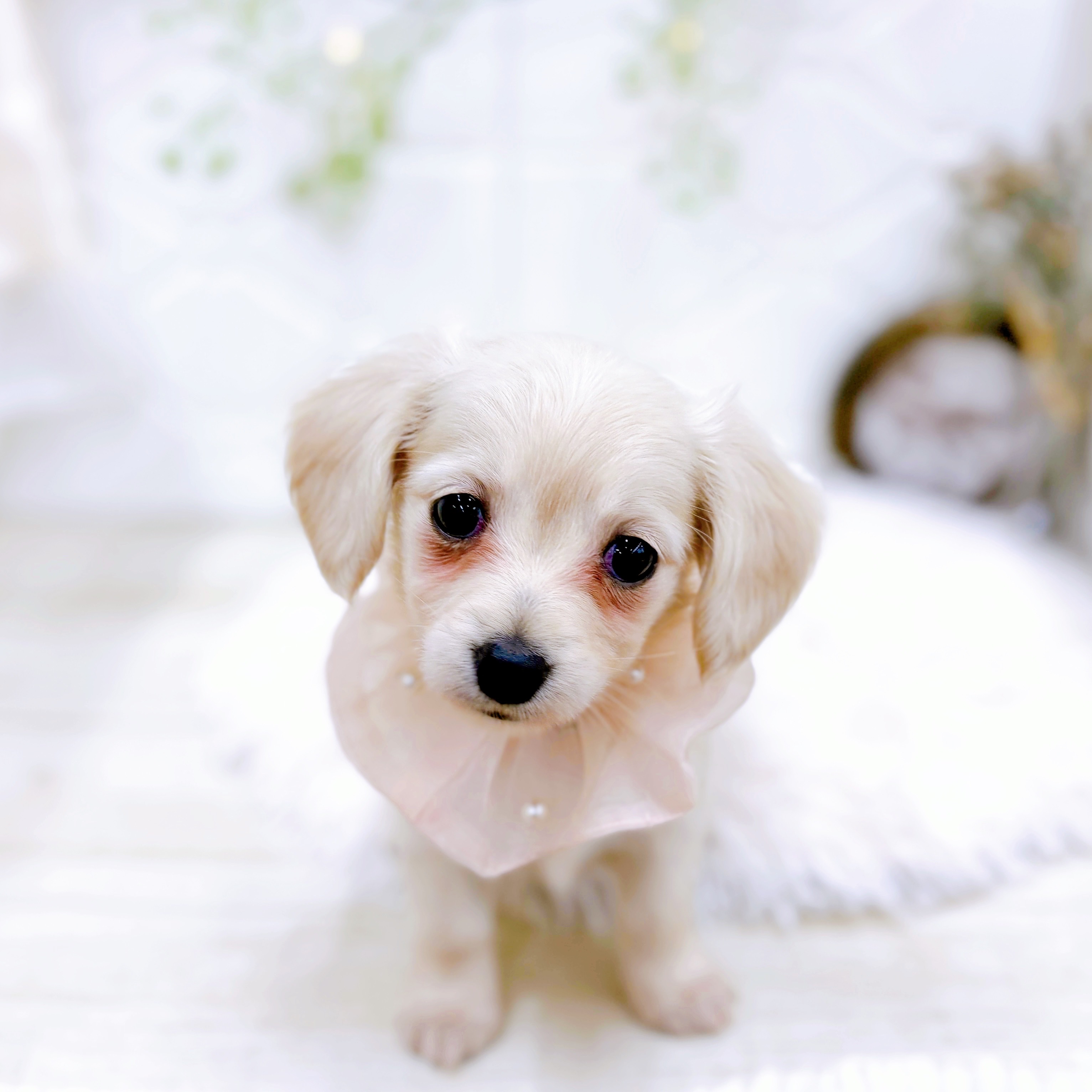 福井県のチワックス(チワワ×ダックス) (犬の家＆猫の里アミーゴ福井店/2025年8月25日生まれ/女の子/クリーム)の子犬の1枚目の画像