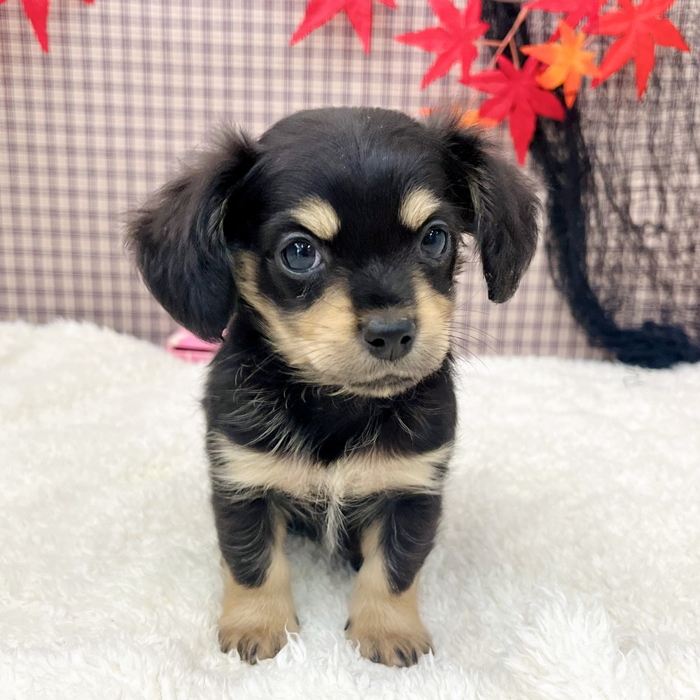 愛知県のチワックス(チワワ×ダックス) (犬の家＆猫の里エアポートウォーク店/2025年8月25日生まれ/男の子/ブラックタン)の子犬の2枚目の画像