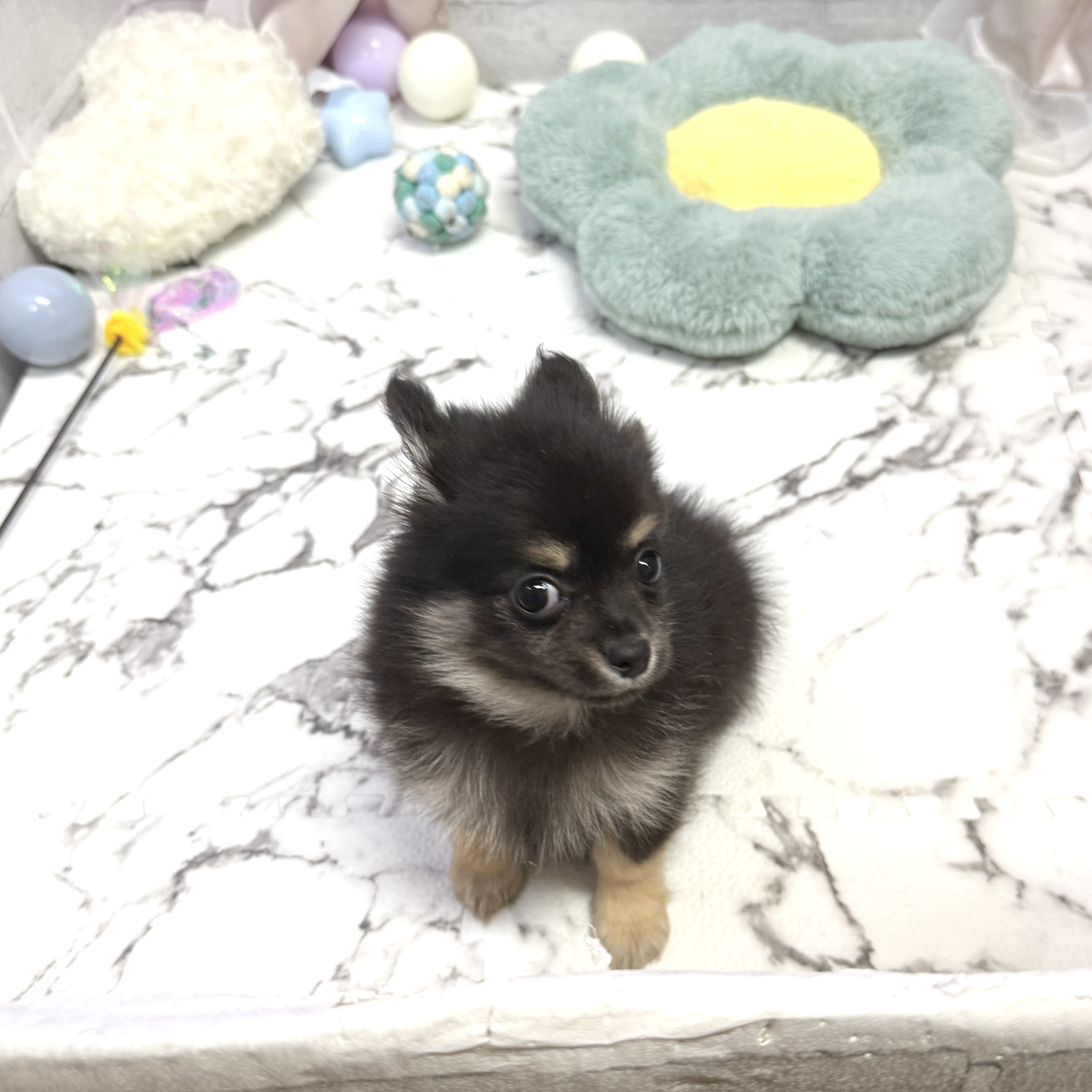 愛知県のポメチワ/チワポメ/ポメチー(ポメラニアン×チワワ) (犬の家＆猫の里岡崎店/2025年8月25日生まれ/男の子/ブラックタン)の子犬の2枚目の画像