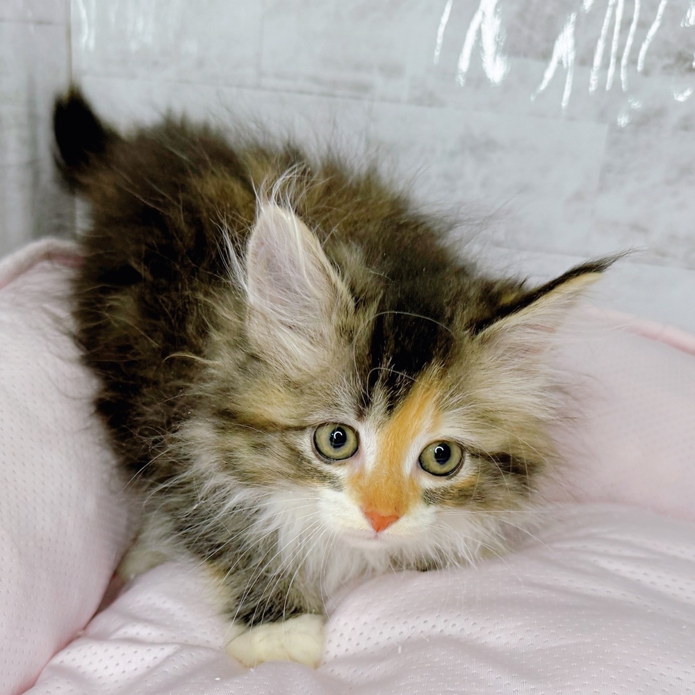 長野県のサイベリアン (犬の家＆猫の里塩尻店/2025年8月26日生まれ/女の子/ブラウンパッチドタビー)の子猫の2枚目の画像