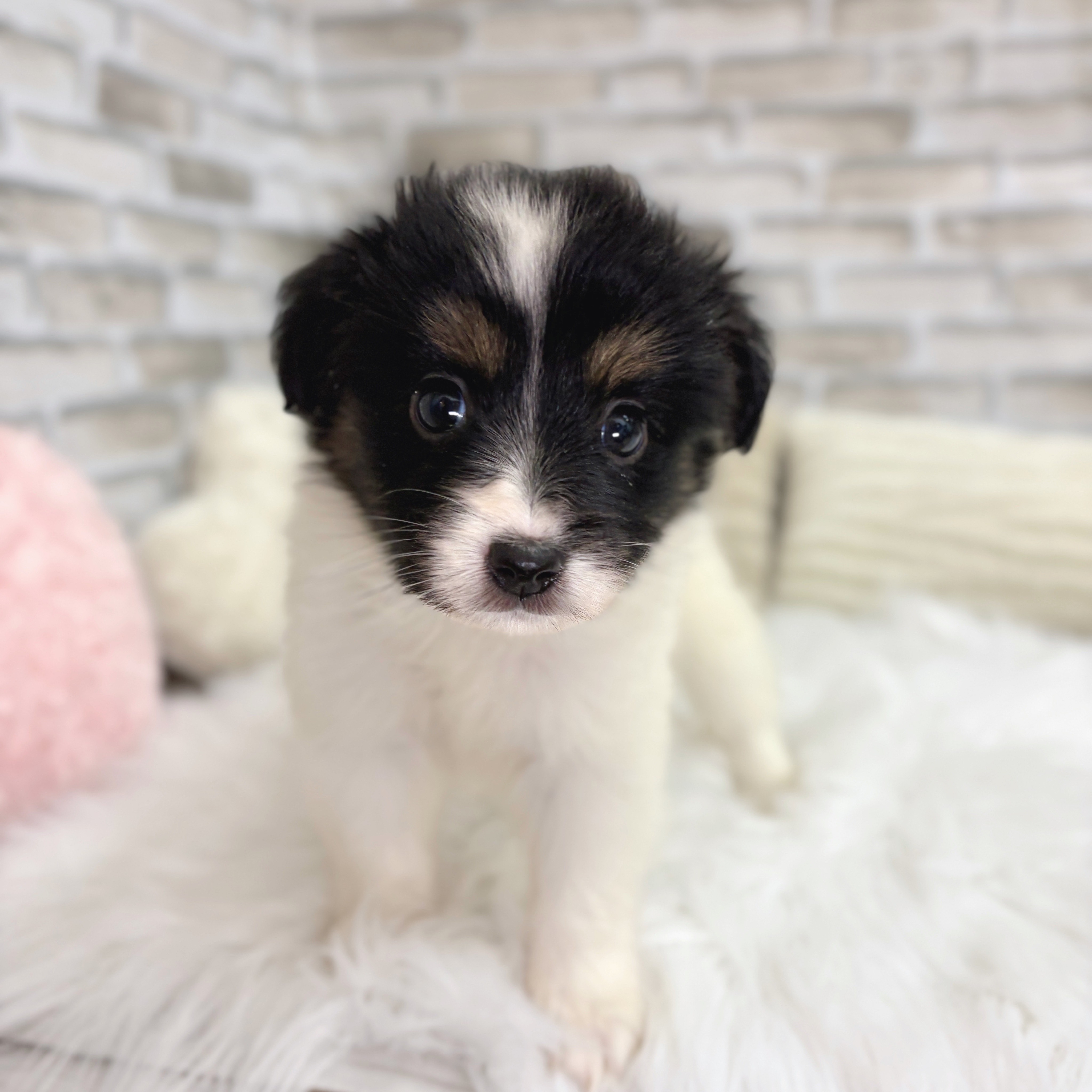 神奈川県のパピヨン (犬の家&猫の里モザイクモール港北店/2025年8月25日生まれ/女の子/トライカラー)の子犬の2枚目の画像