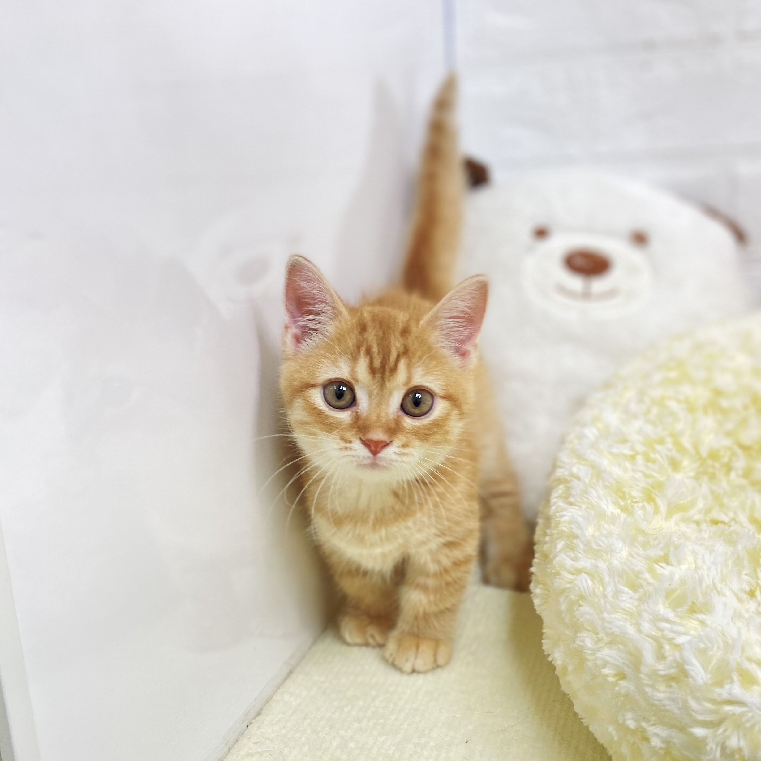東京都のマンチカン (犬の家＆猫の里新宿店/2025年8月26日生まれ/男の子/レッドタビー)の子猫の2枚目の画像