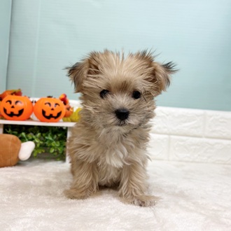 ハーフ犬男の子の写真